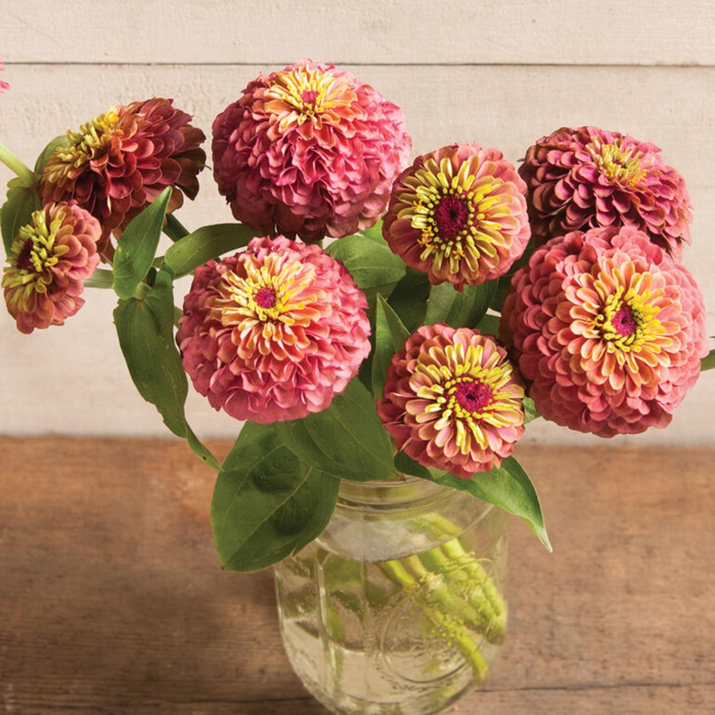 30 Seeds | Queen Red Lime Zinnia elegans Seeds - Authentic - Open-Pollinated -Organic -Flower Seeds - Mix Seeds to Plant -B5G1 #8223