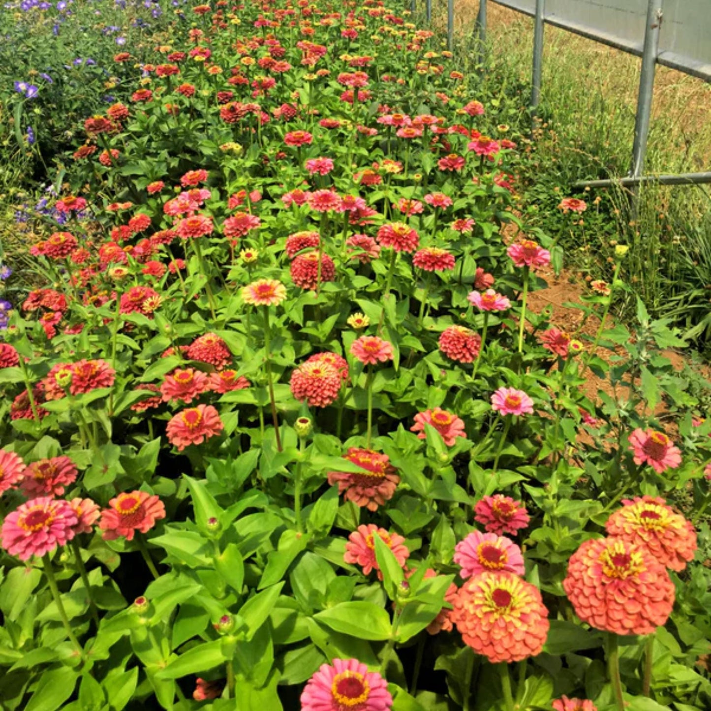 30 Seeds | Queen Red Lime Zinnia elegans Seeds - Authentic - Open-Pollinated -Organic -Flower Seeds - Mix Seeds to Plant -B5G1 #8223