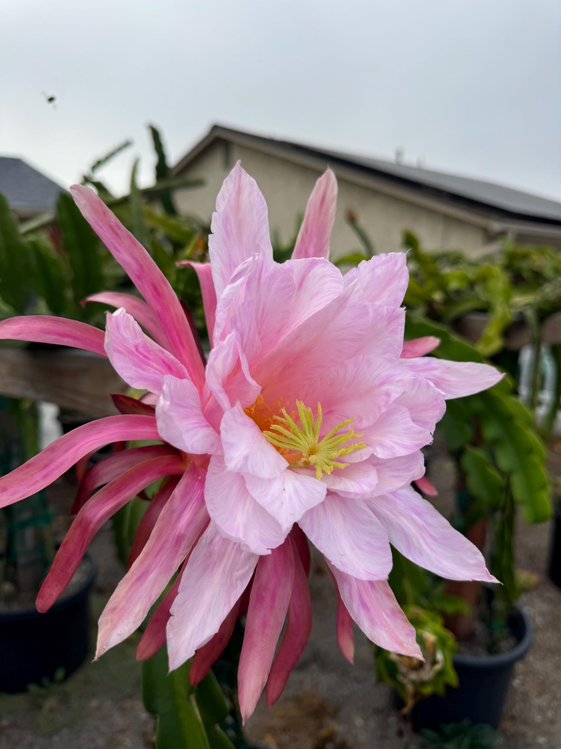 Dragon Fruit Plants(Cuttings)