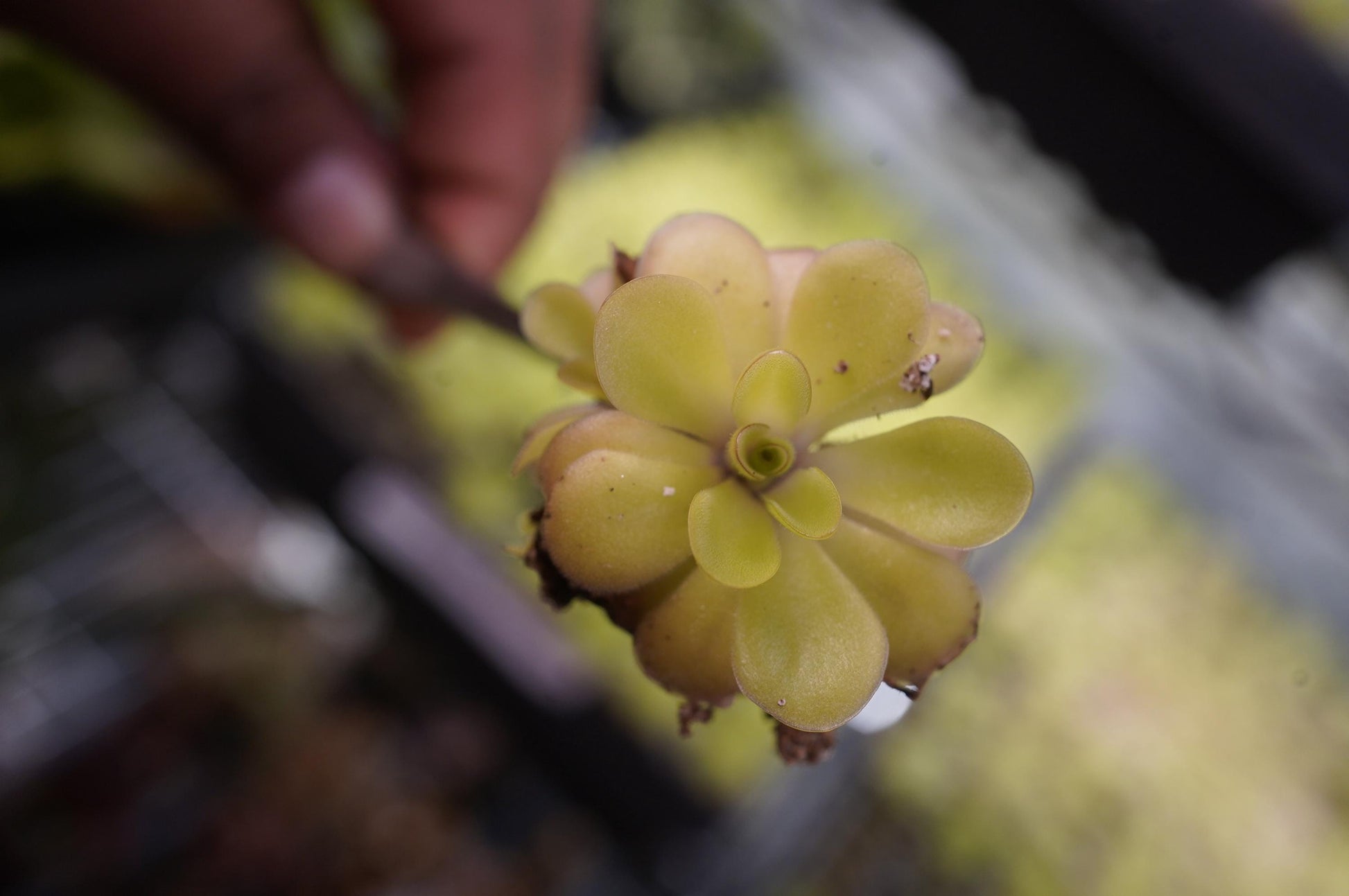 pinguicula agnata x potosiensis mexican butterwort carnivorous plant bare root starter