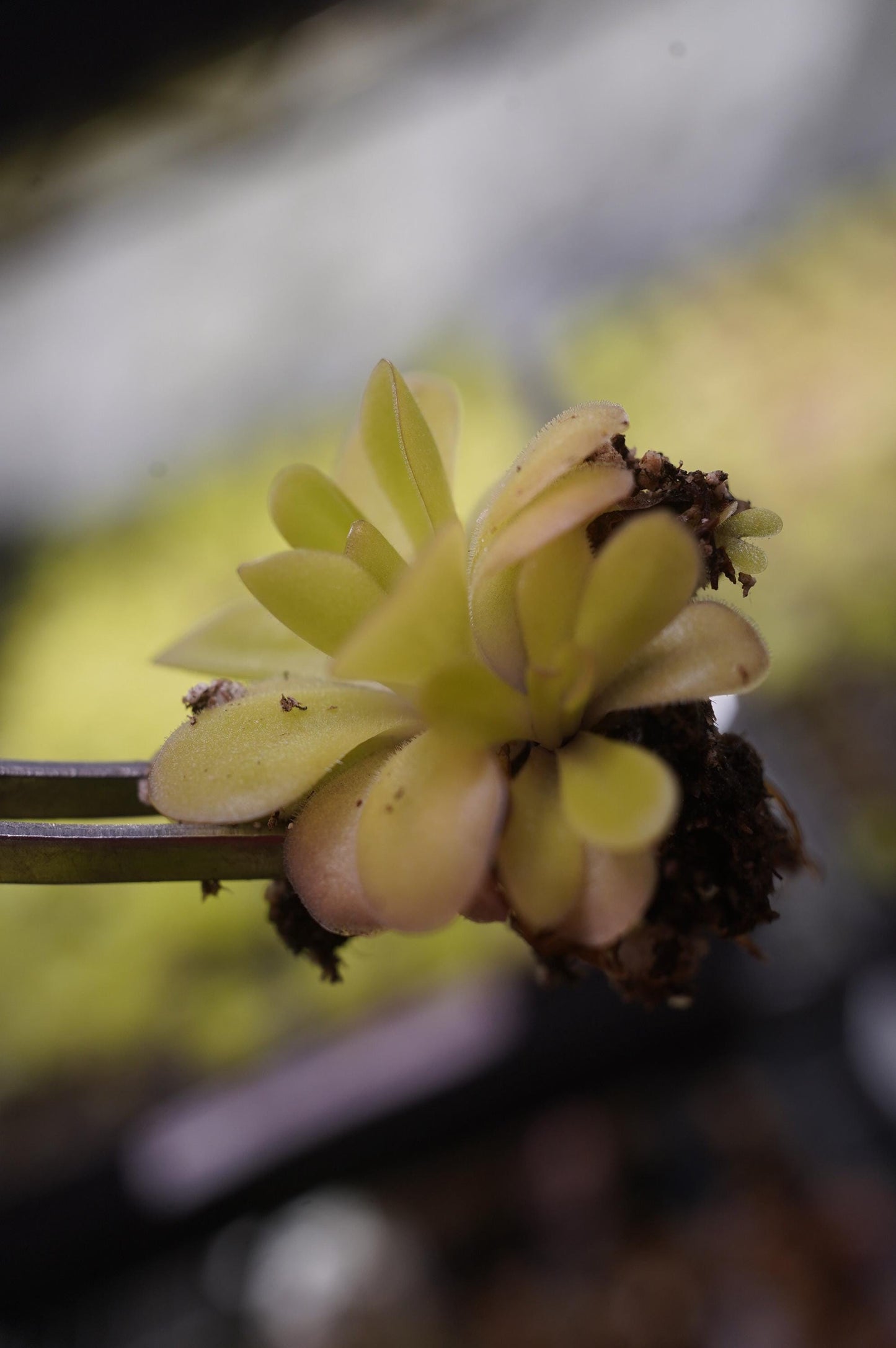 pinguicula agnata x potosiensis mexican butterwort carnivorous plant bare root starter