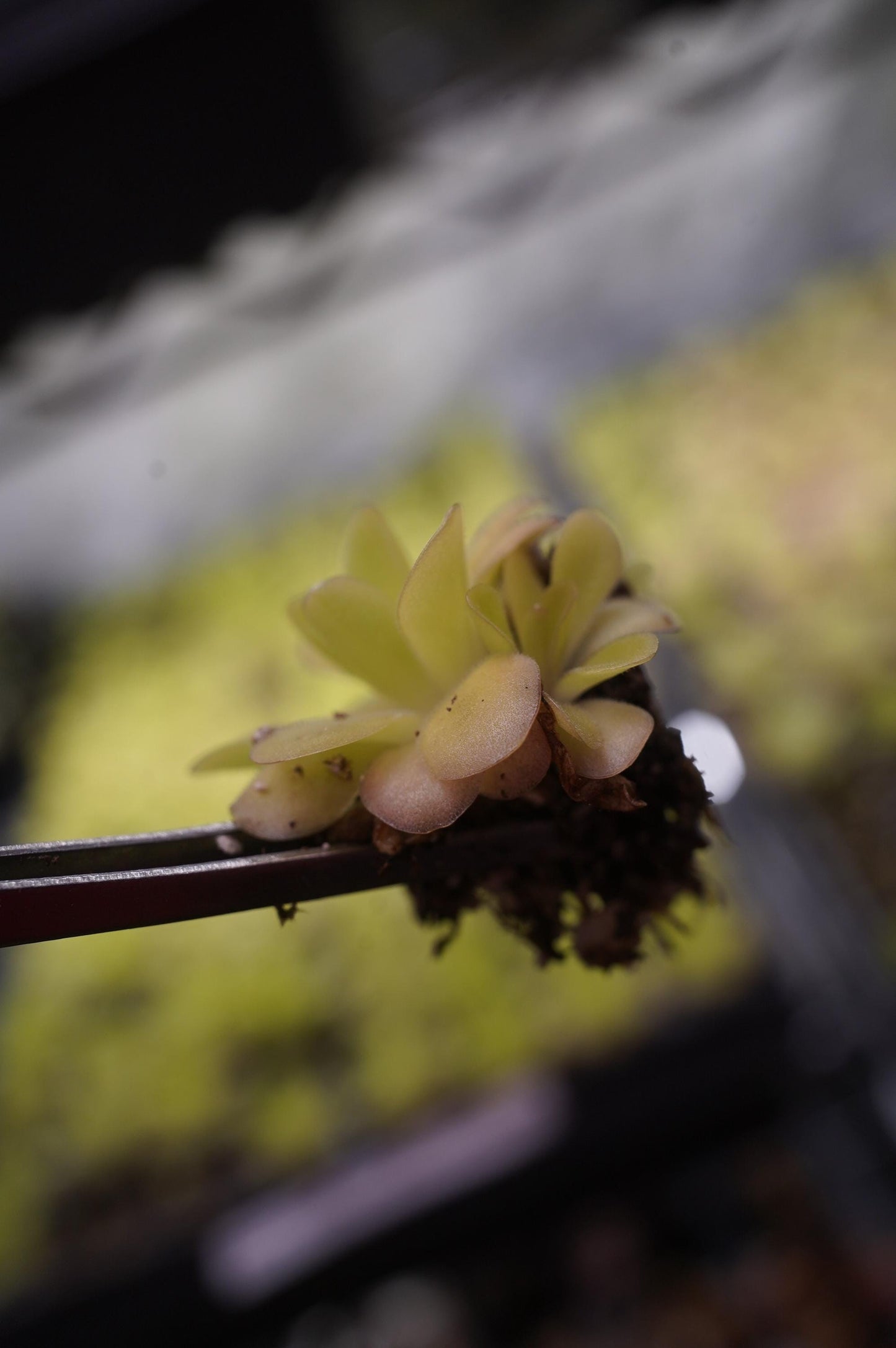 pinguicula agnata x potosiensis mexican butterwort carnivorous plant bare root starter