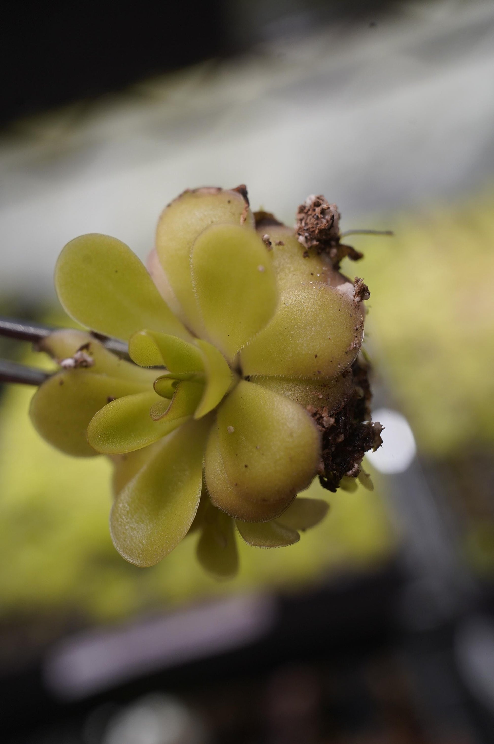 pinguicula agnata x potosiensis mexican butterwort carnivorous plant bare root starter