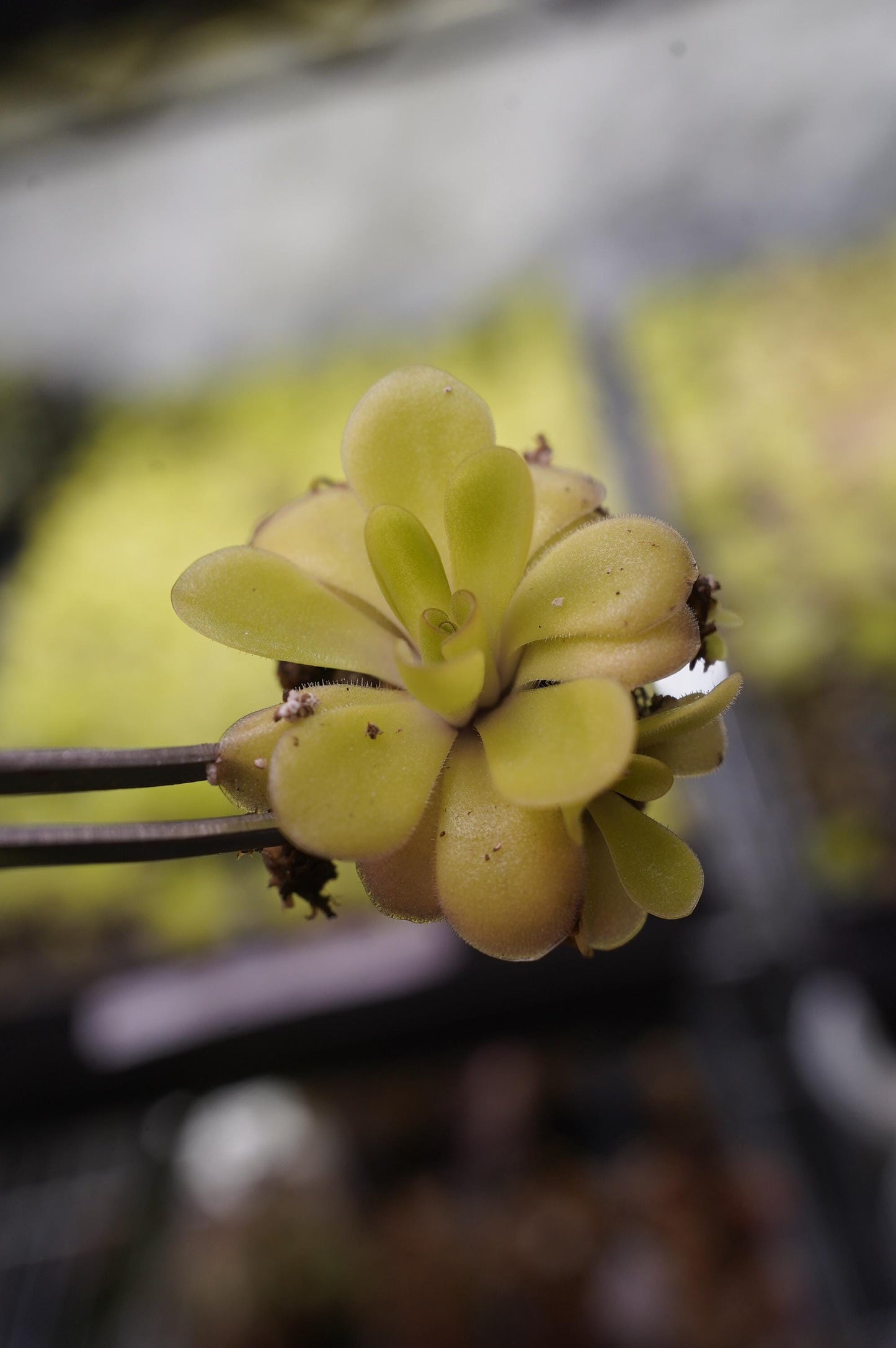 pinguicula agnata x potosiensis mexican butterwort carnivorous plant bare root starter