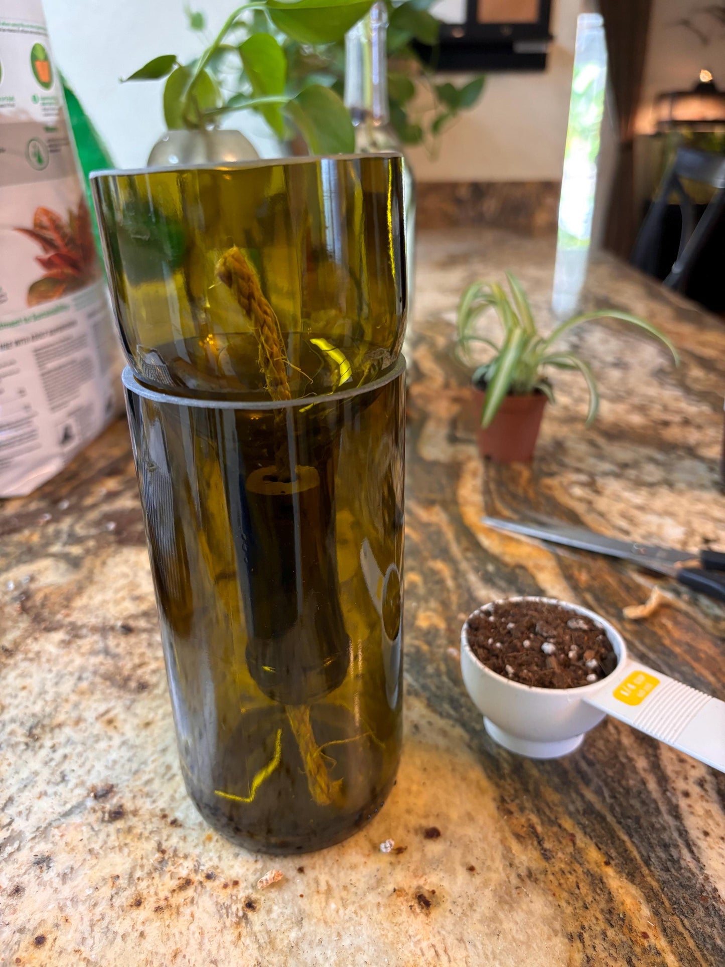 Etched African Violet Wine Bottle Hydro Planter (1) One - (Self Watering) Eco Friendly, Grow Indoors, Eco Planter, DIY Planter Kit