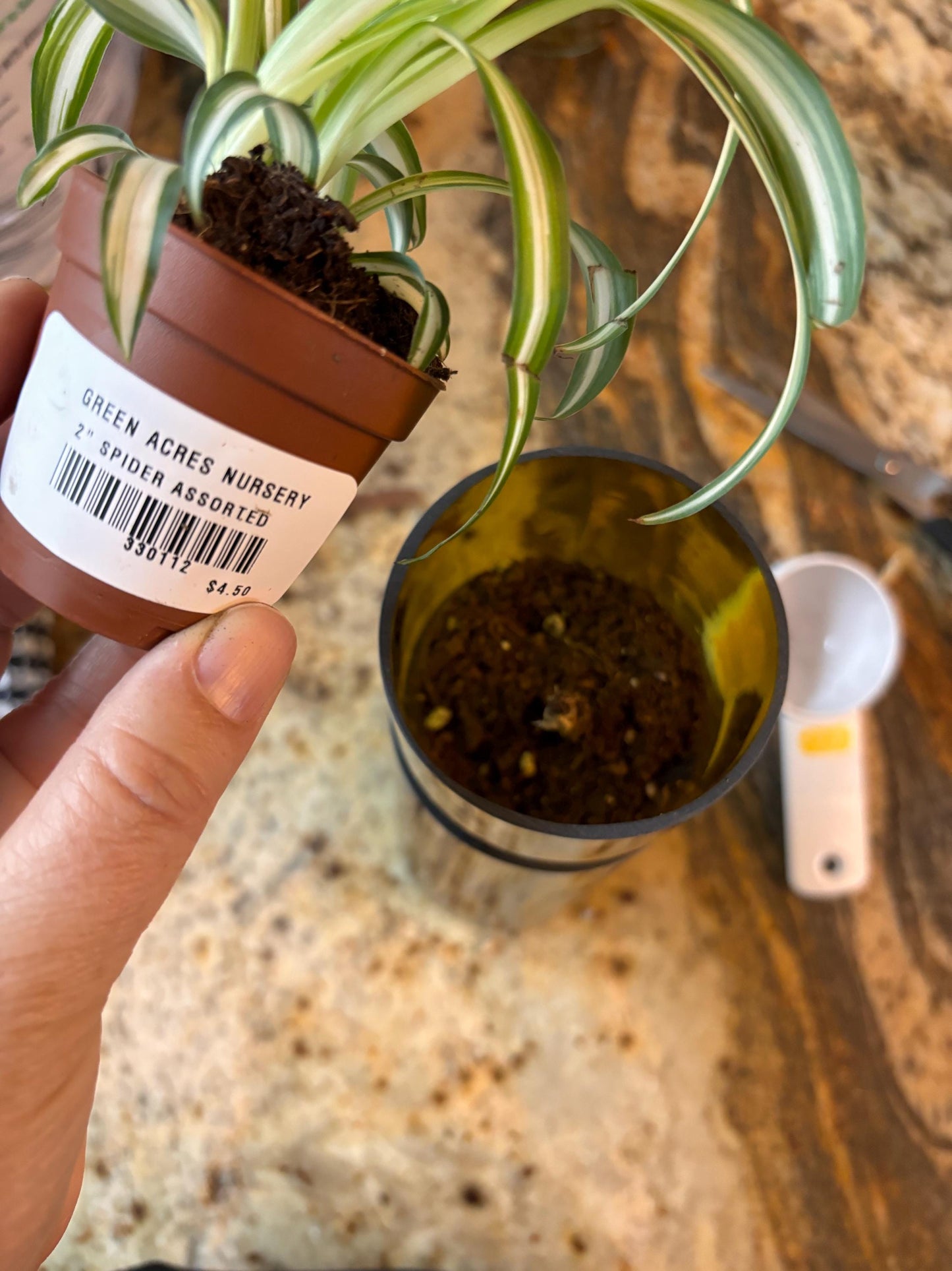 Etched African Violet Wine Bottle Hydro Planter (1) One - (Self Watering) Eco Friendly, Grow Indoors, Eco Planter, DIY Planter Kit