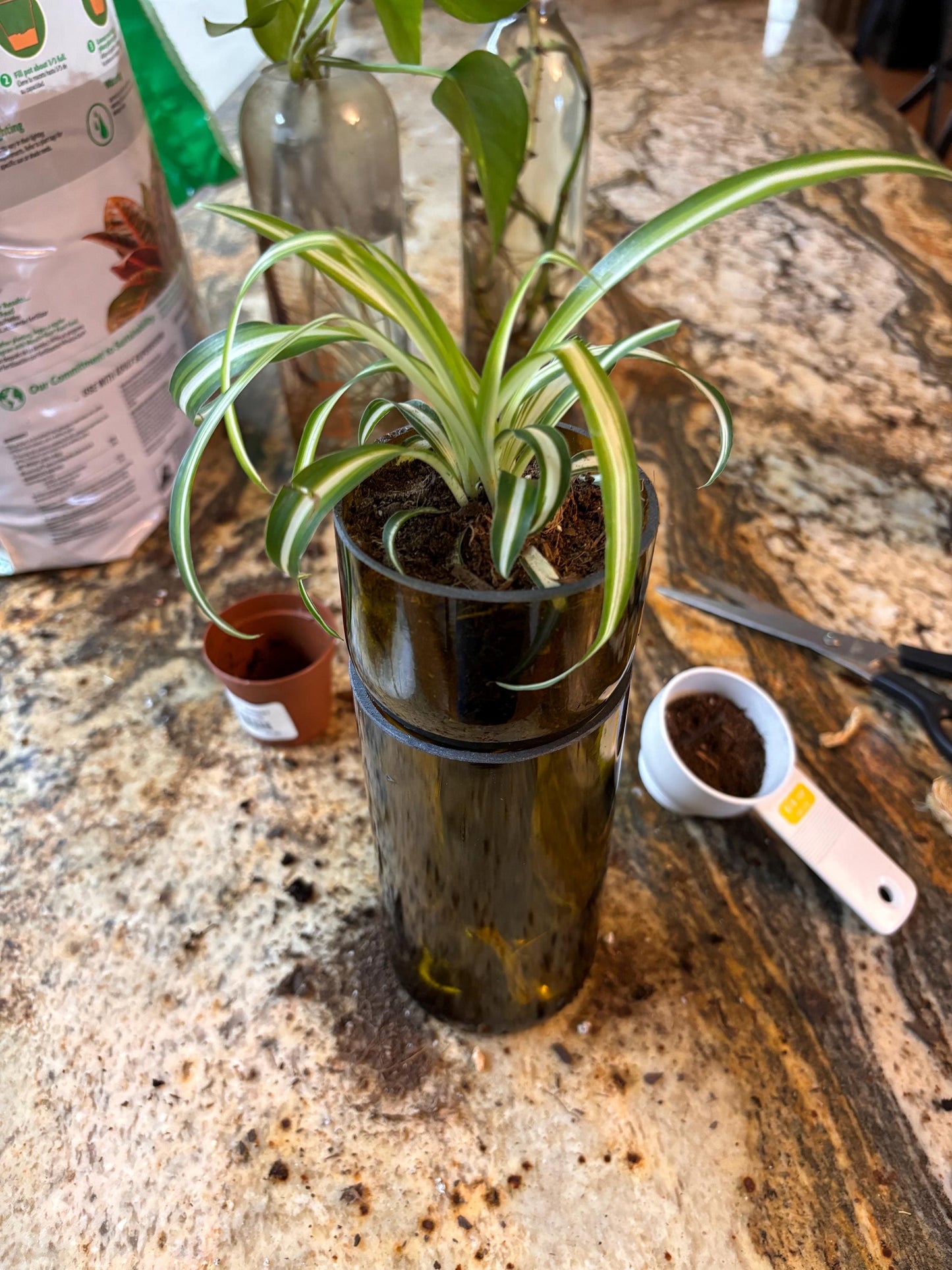 Etched African Violet Wine Bottle Hydro Planter (1) One - (Self Watering) Eco Friendly, Grow Indoors, Eco Planter, DIY Planter Kit