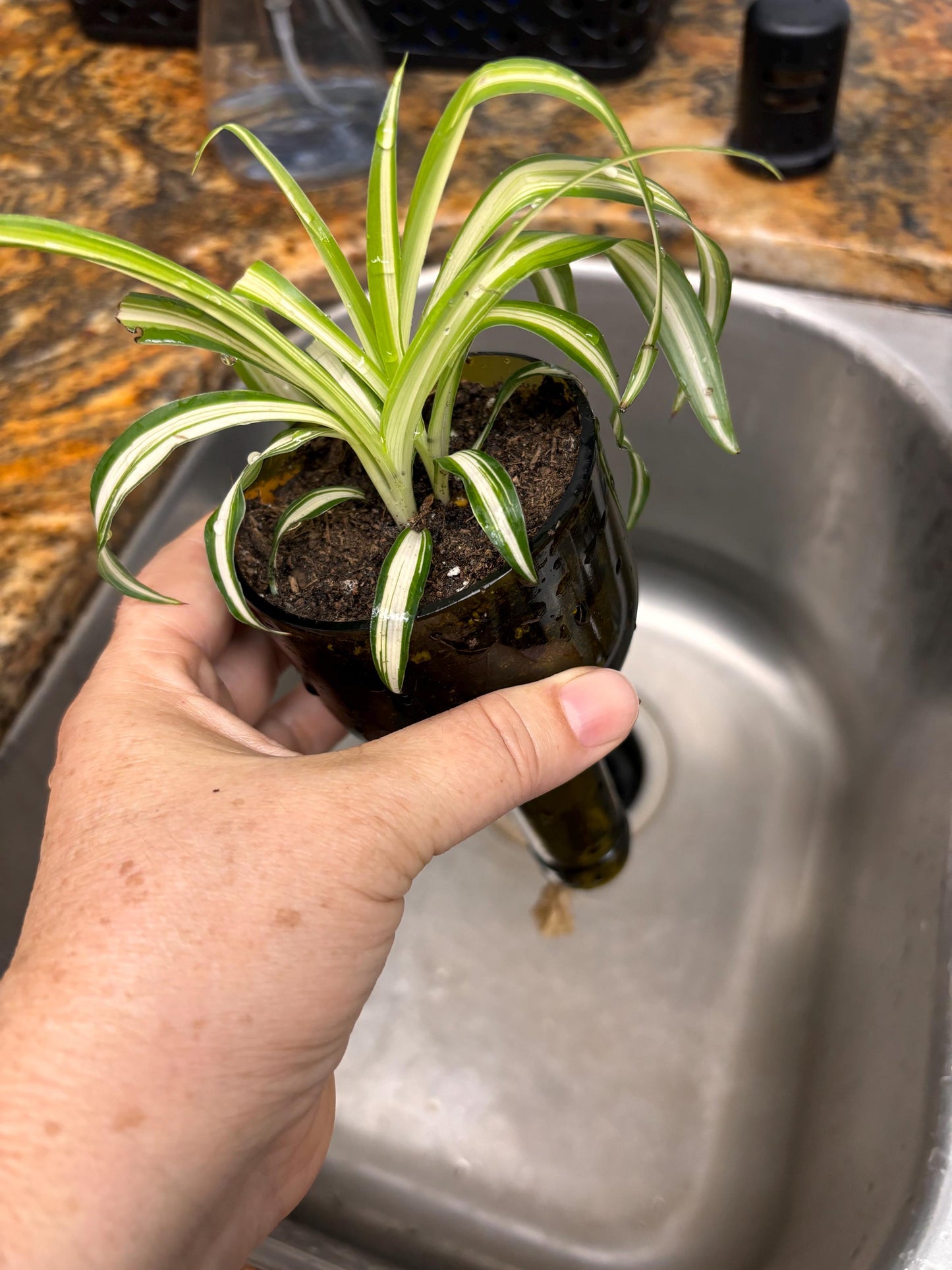 Etched African Violet Wine Bottle Hydro Planter (1) One - (Self Watering) Eco Friendly, Grow Indoors, Eco Planter, DIY Planter Kit