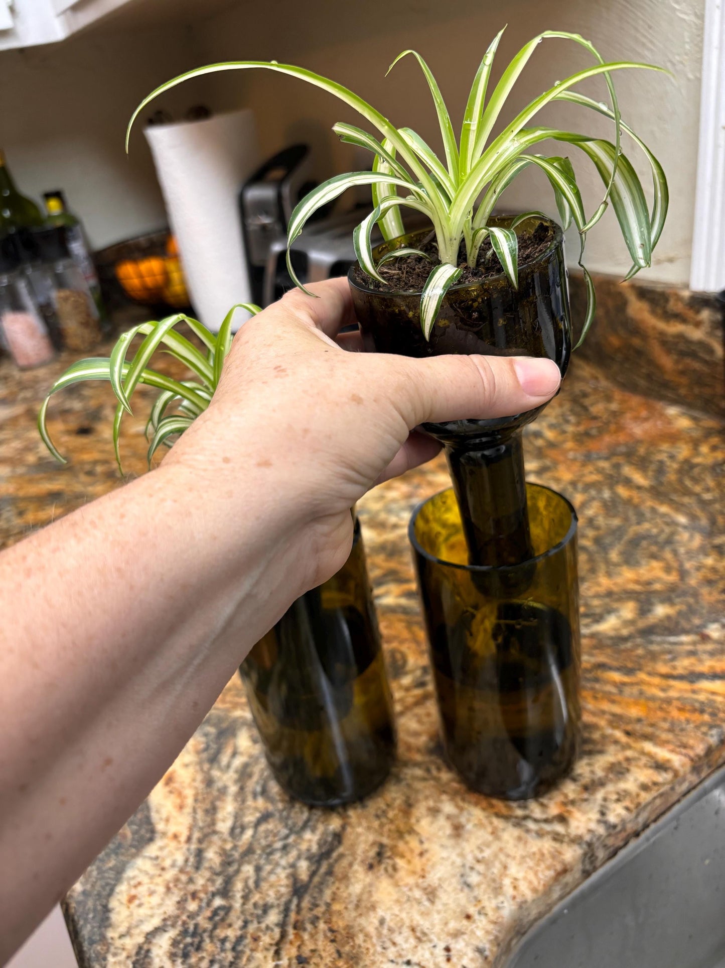 Etched African Violet Wine Bottle Hydro Planter (1) One - (Self Watering) Eco Friendly, Grow Indoors, Eco Planter, DIY Planter Kit