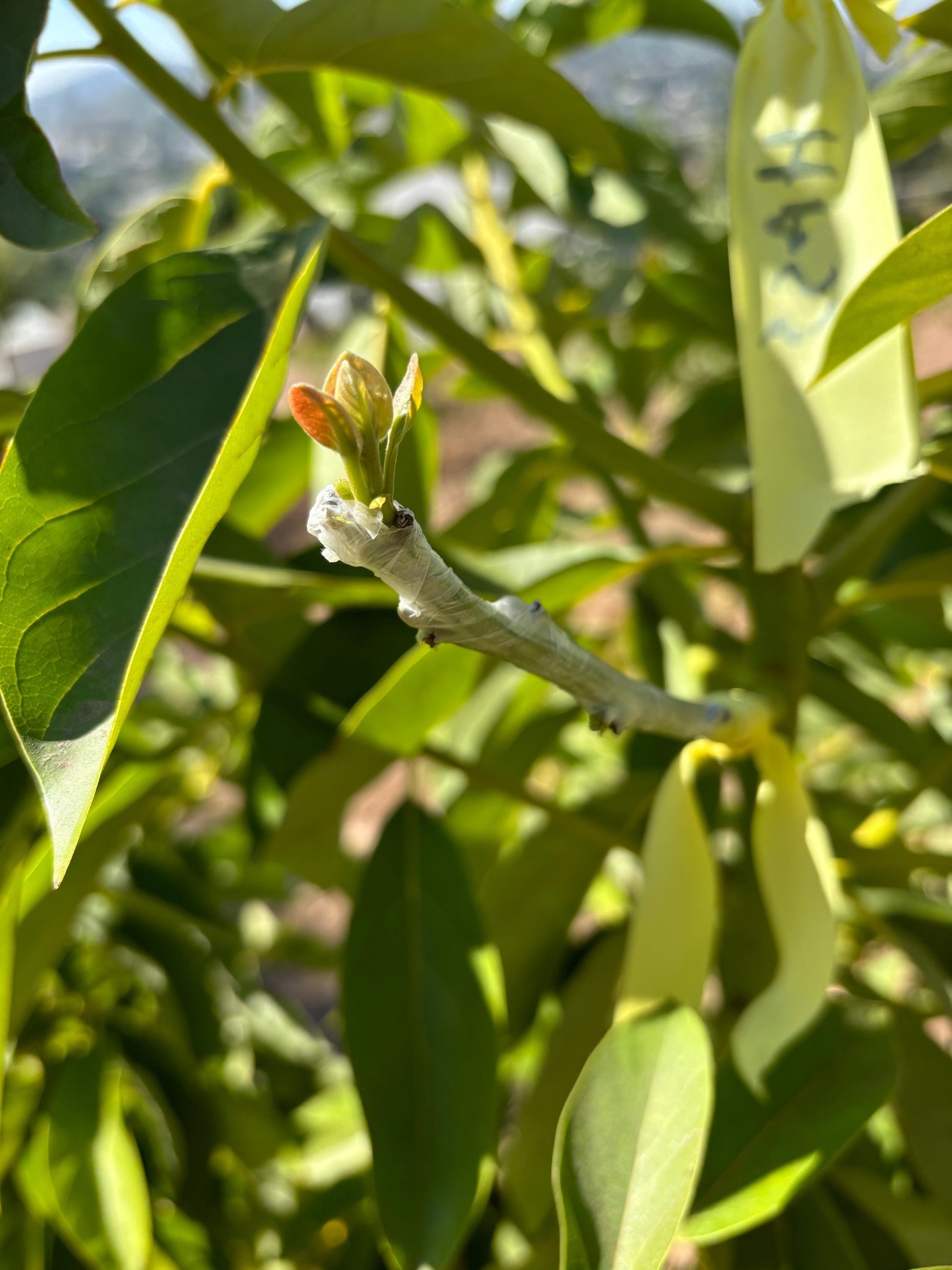 Avocado Scions/Cuttings (Budwood) for grafting