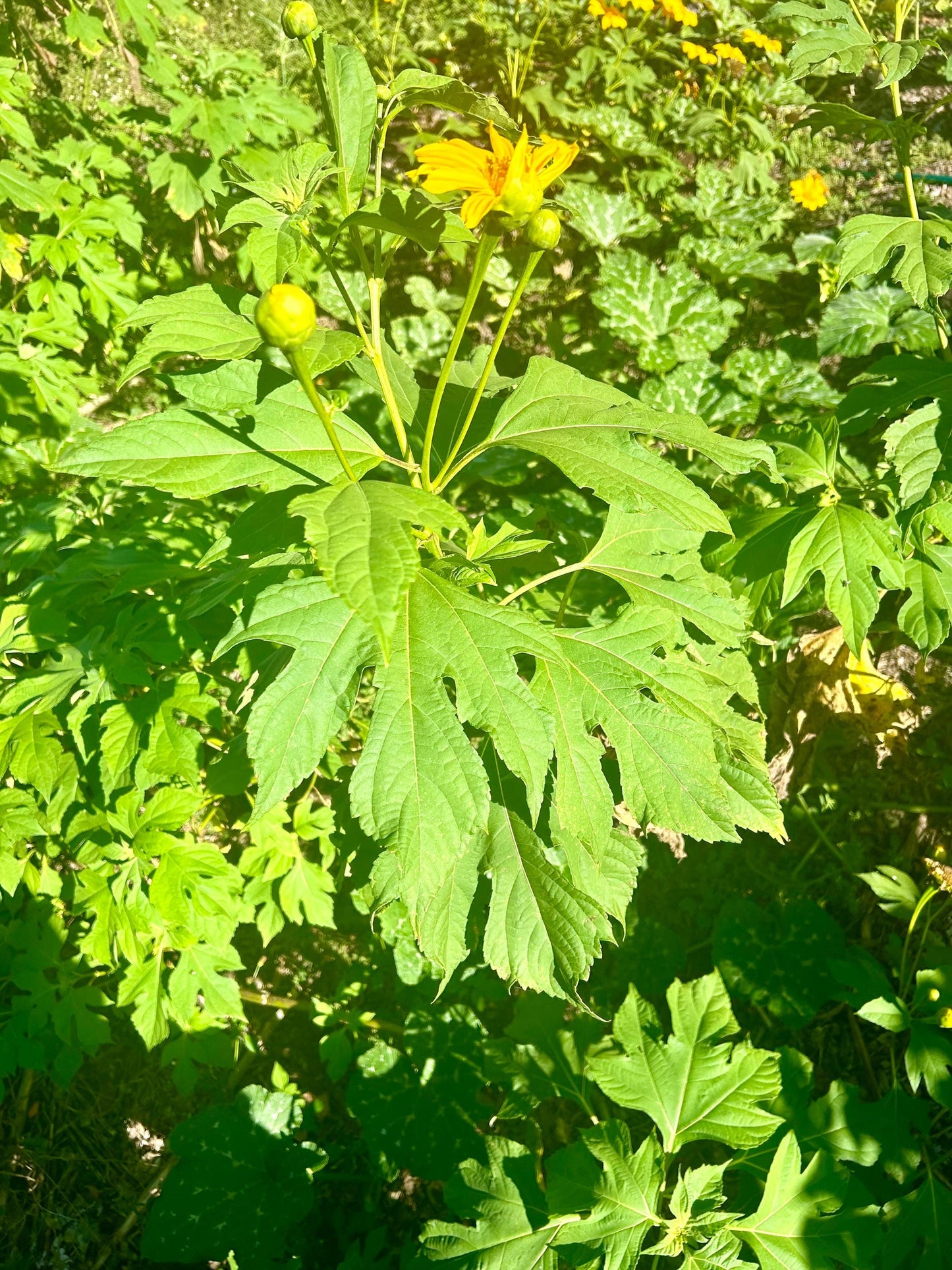 Mexican Sunflower Cuttings (Tithonia diversifolia) | Unrooted Starts w/ Growing Guide | Forage, Pollinators, Borders, Soil Health