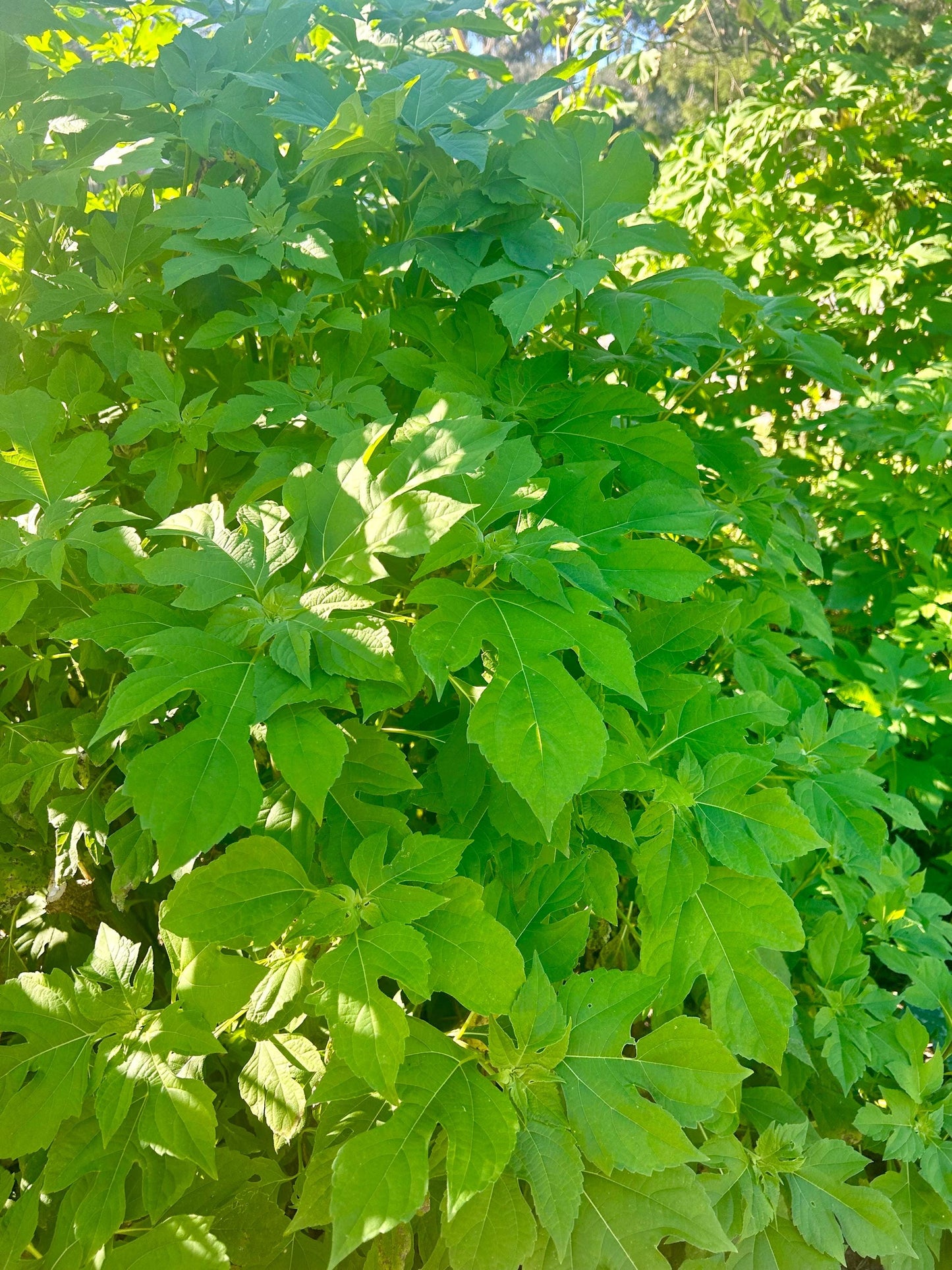 Mexican Sunflower Cuttings (Tithonia diversifolia) | Unrooted Starts w/ Growing Guide | Forage, Pollinators, Borders, Soil Health