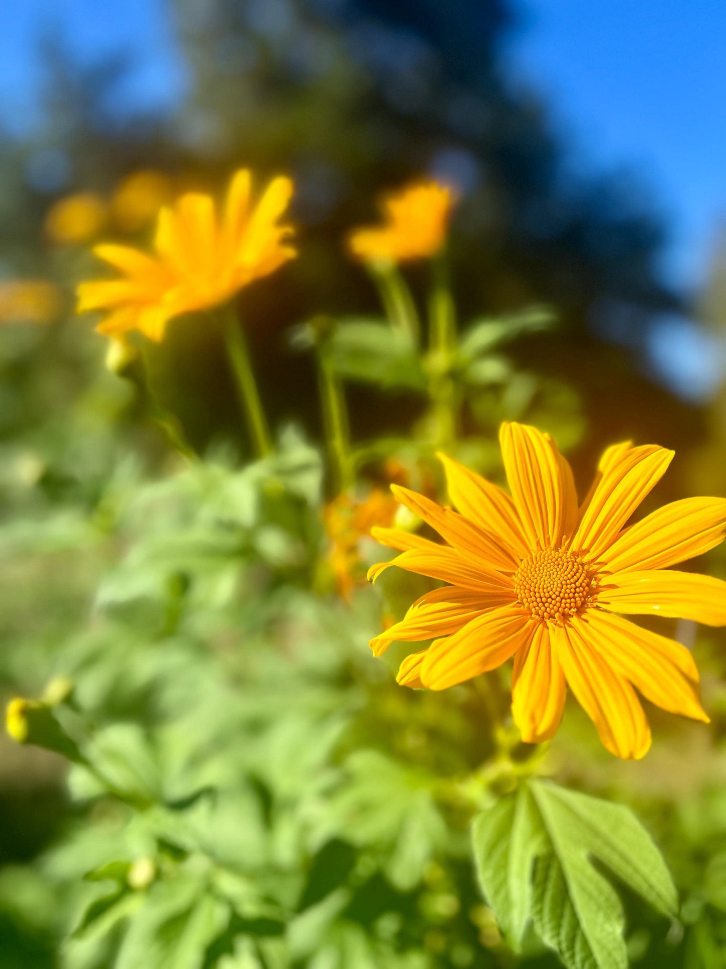 Mexican Sunflower Cuttings (Tithonia diversifolia) | Unrooted Starts w/ Growing Guide | Forage, Pollinators, Borders, Soil Health