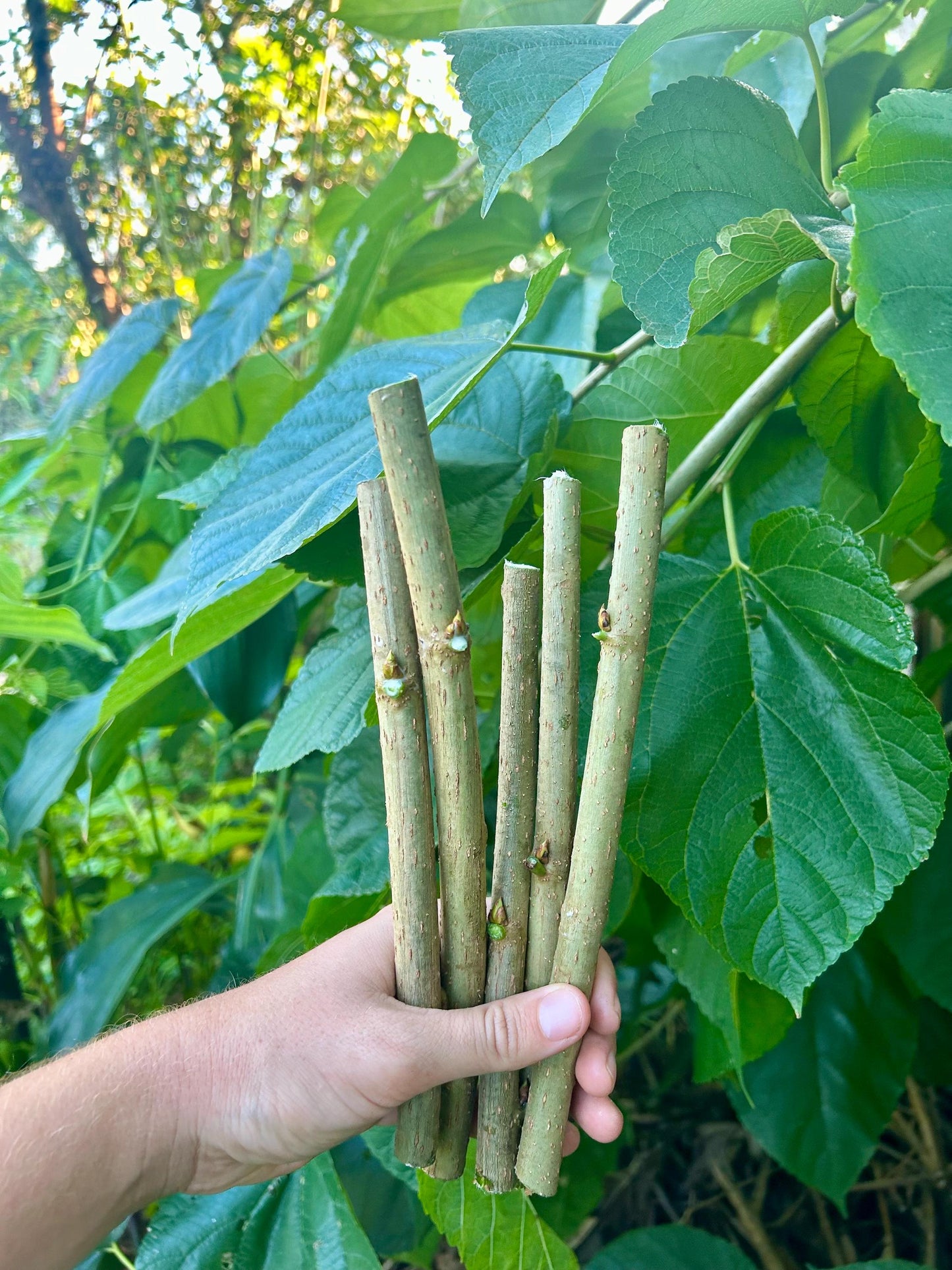 Everbearing Mulberry Cuttings with Growing Guide | Unrooted Starts for Fruit, Fast-Growing Shade Tree, Permaculture & Livestock Forage