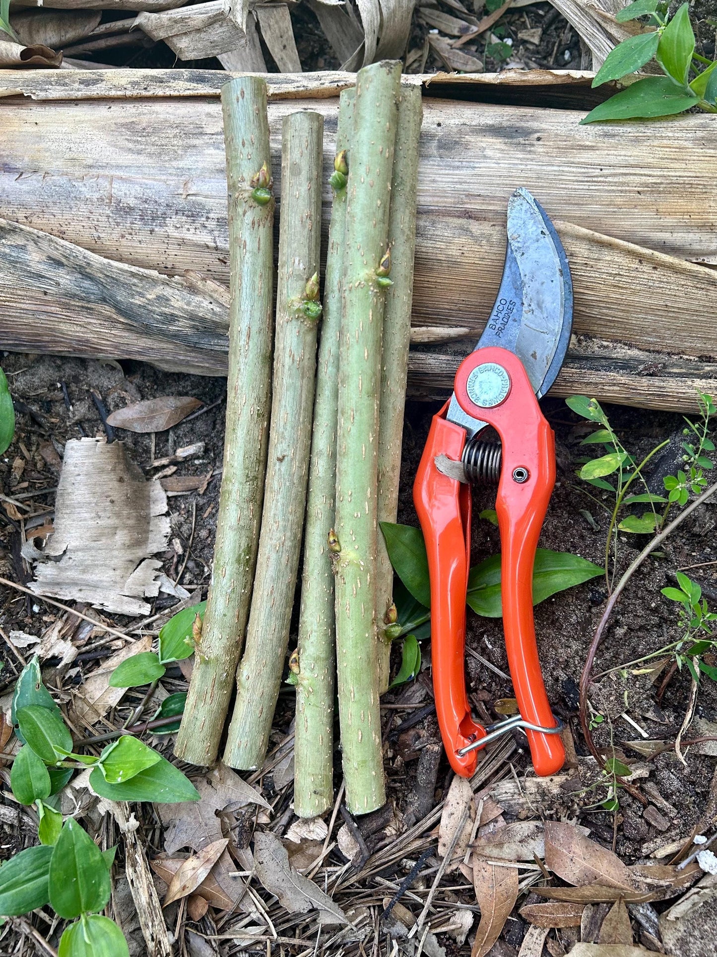 Everbearing Mulberry Cuttings with Growing Guide | Unrooted Starts for Fruit, Fast-Growing Shade Tree, Permaculture & Livestock Forage
