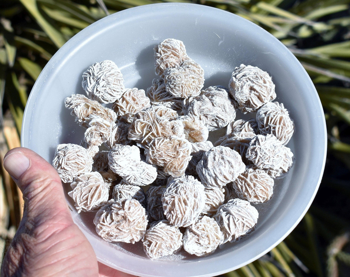 Bulk DESERT ROSES * Natural Selenite Gypsum Crystal Mineral Stones * Choice of 1/2 or 1" Sizes * Mexico