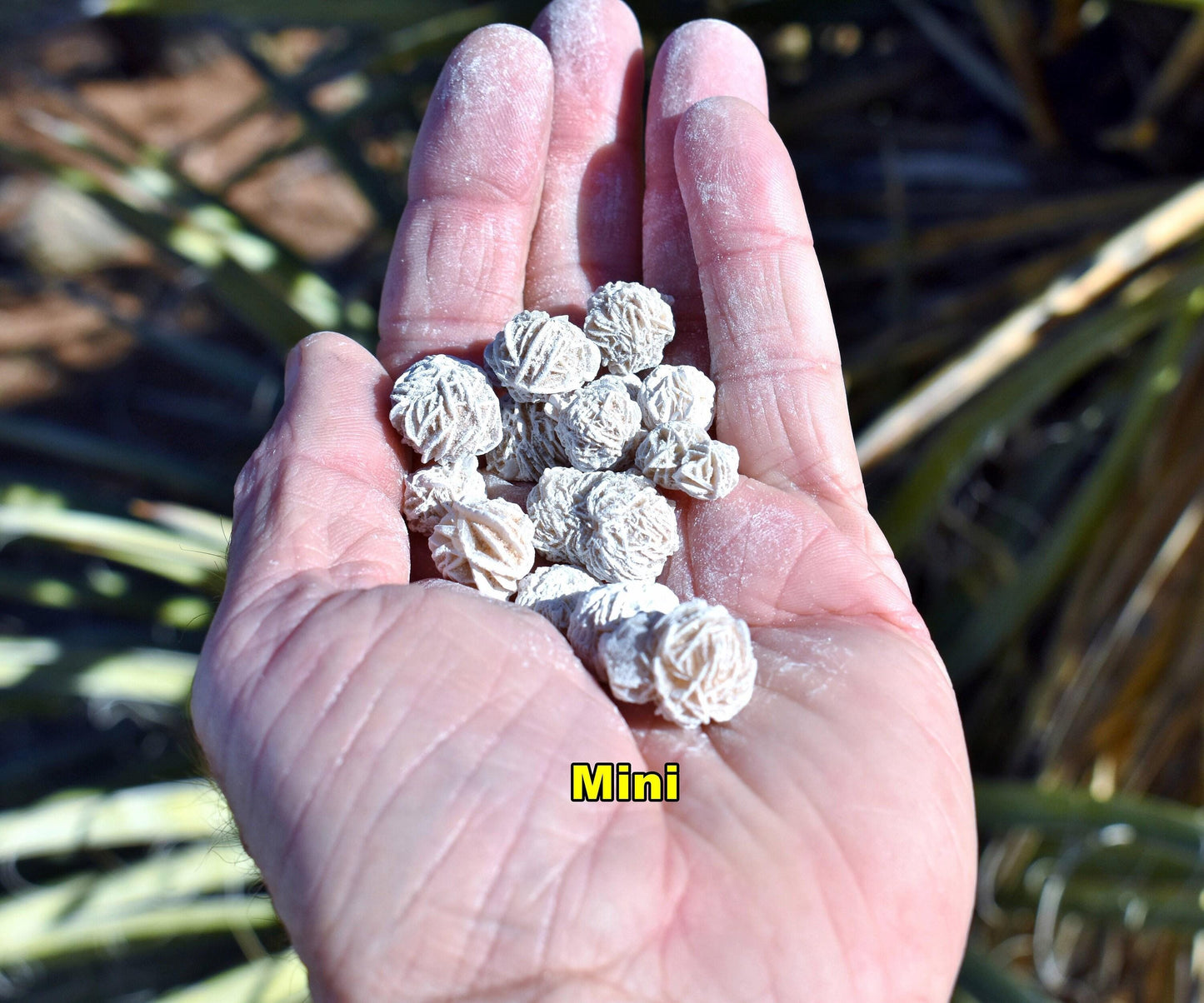 Bulk DESERT ROSES * Natural Selenite Gypsum Crystal Mineral Stones * Choice of 1/2 or 1" Sizes * Mexico