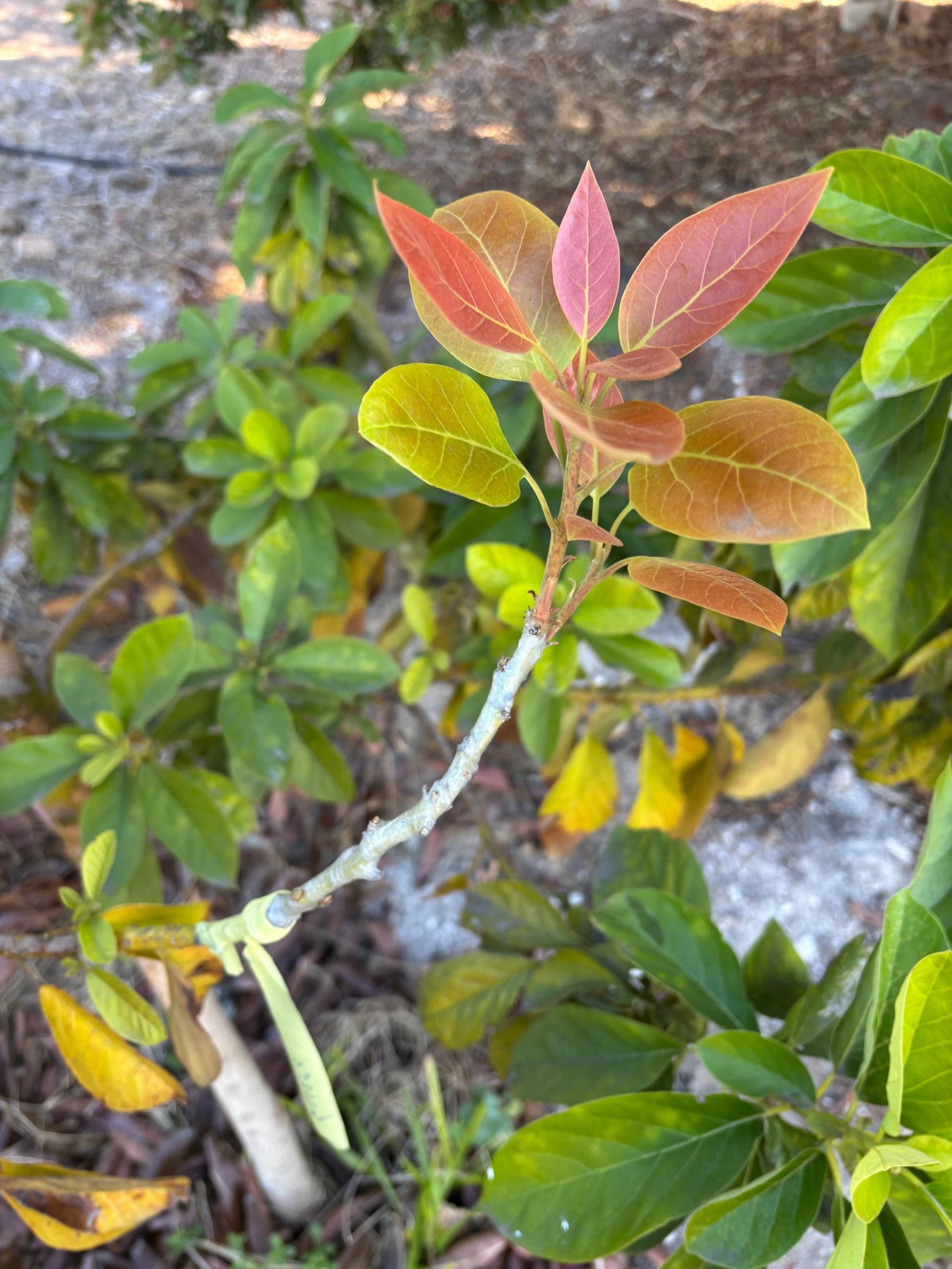 Avocado Scions/Cuttings (Budwood) for grafting