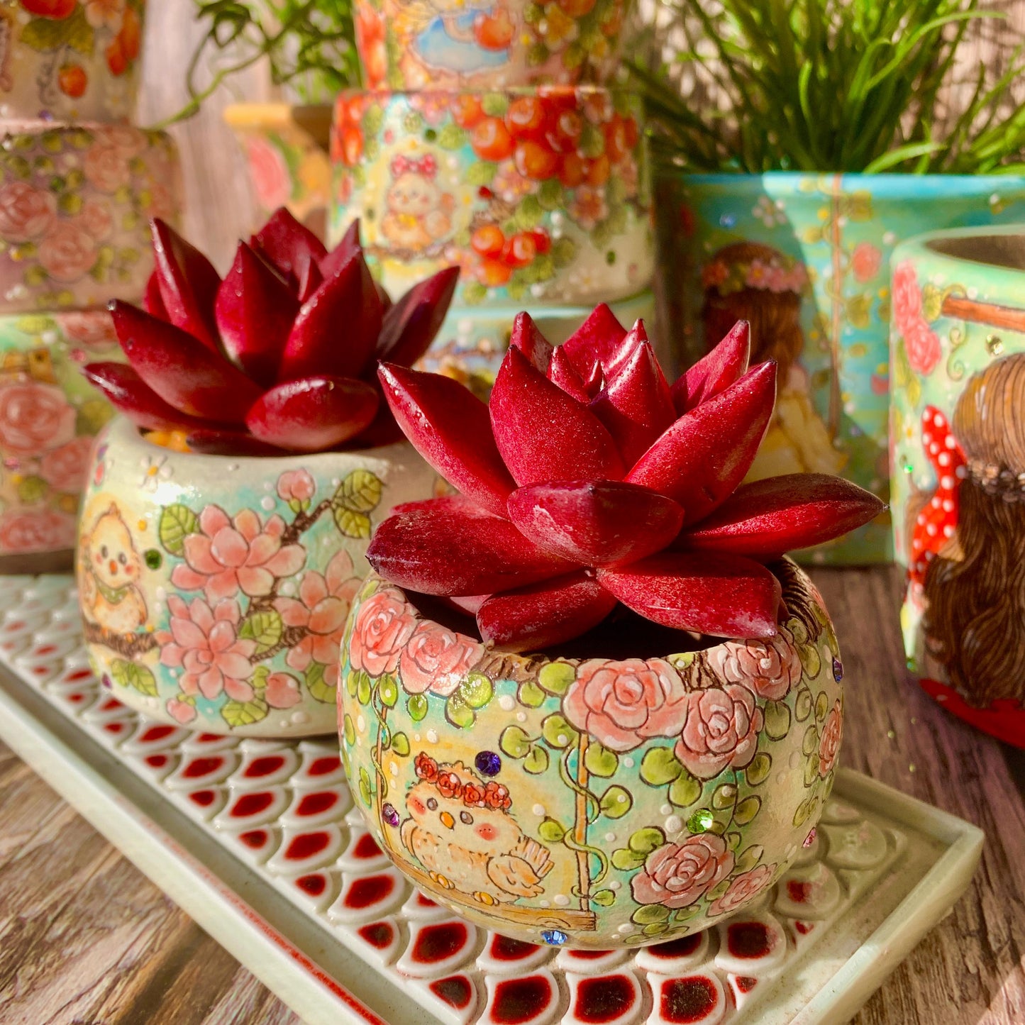Boutique Rare Succulents/Echeveria Agavoides v Romeo Rubin 1 Head 2.5"/Imported Live Succulent Plants/Bare Root Without Soil Pot/Plants Gift