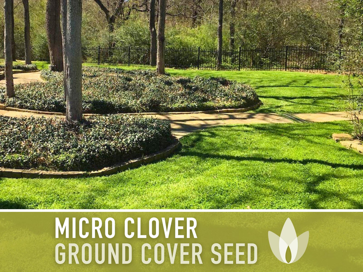 Bulk Micro Clover (Mini) Ground Cover Seeds - 5,000+ White Clover Seeds, .5 oz, Lawn Alternative, Drought Tolerant, Erosion Control, Non-GMO