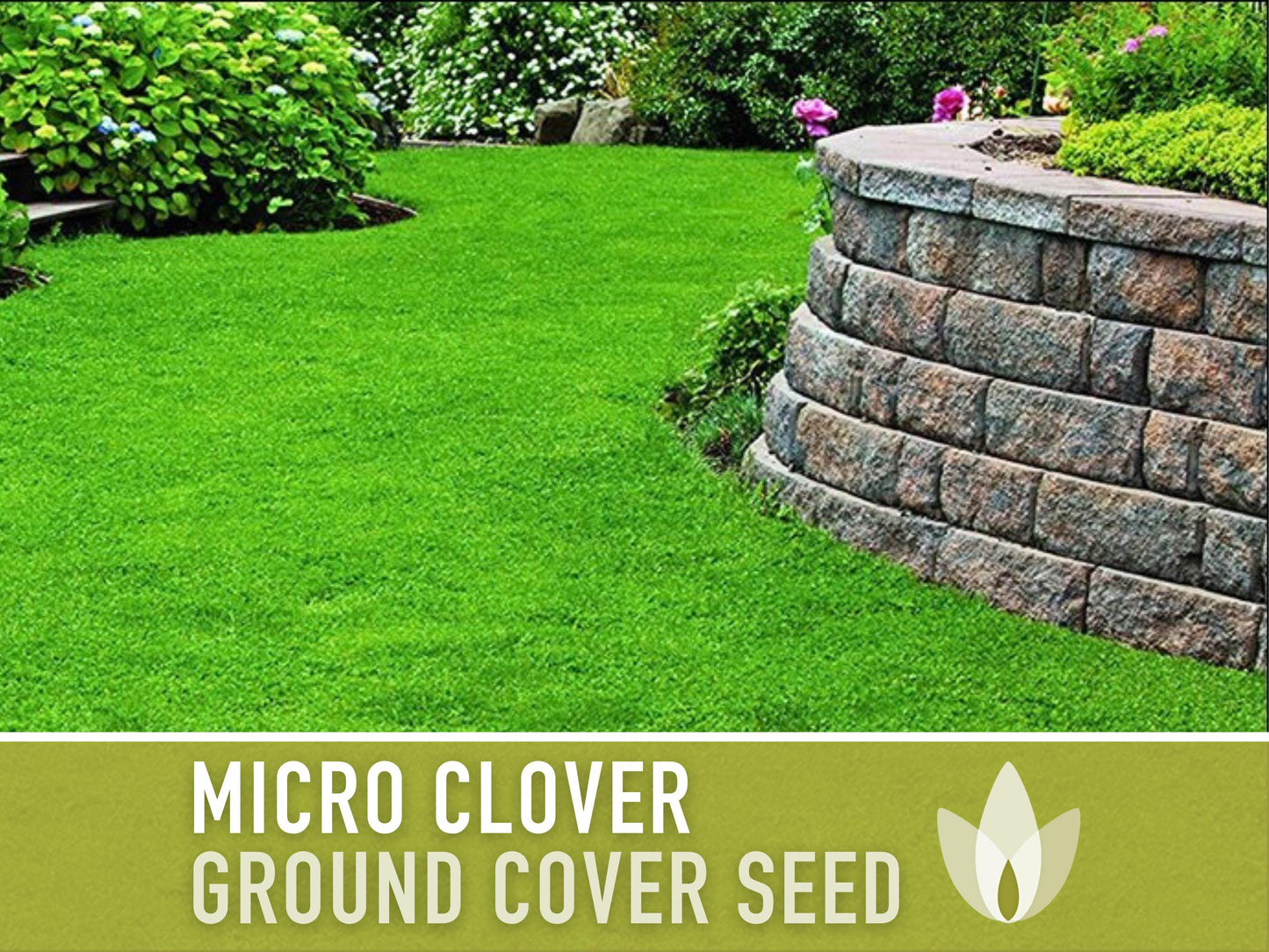 Bulk Micro Clover (Mini) Ground Cover Seeds - 5,000+ White Clover Seeds, .5 oz, Lawn Alternative, Drought Tolerant, Erosion Control, Non-GMO
