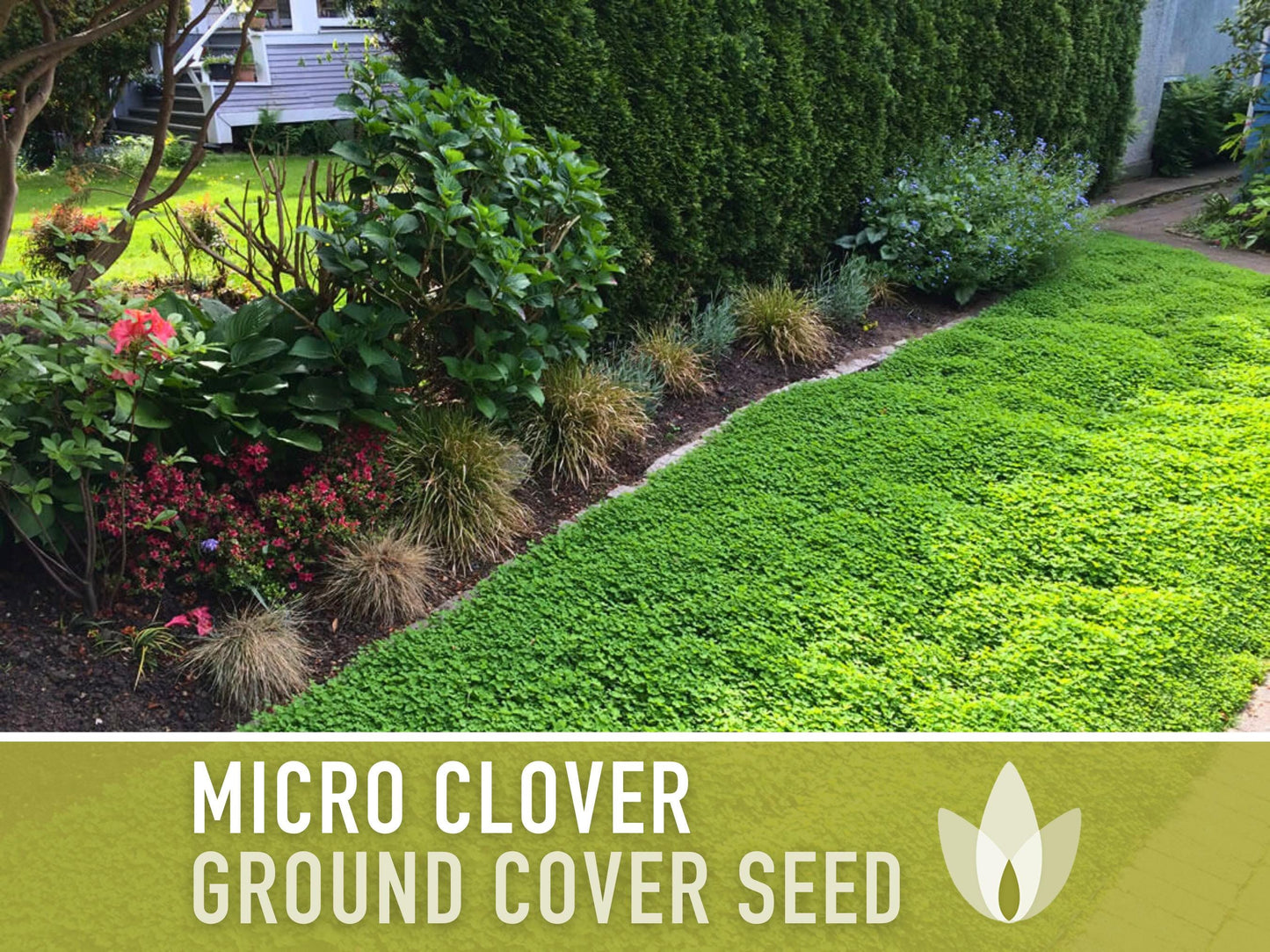Bulk Micro Clover (Mini) Ground Cover Seeds - 5,000+ White Clover Seeds, .5 oz, Lawn Alternative, Drought Tolerant, Erosion Control, Non-GMO