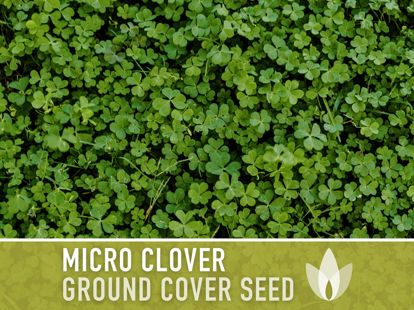 Bulk Micro Clover (Mini) Ground Cover Seeds - 5,000+ White Clover Seeds, .5 oz, Lawn Alternative, Drought Tolerant, Erosion Control, Non-GMO