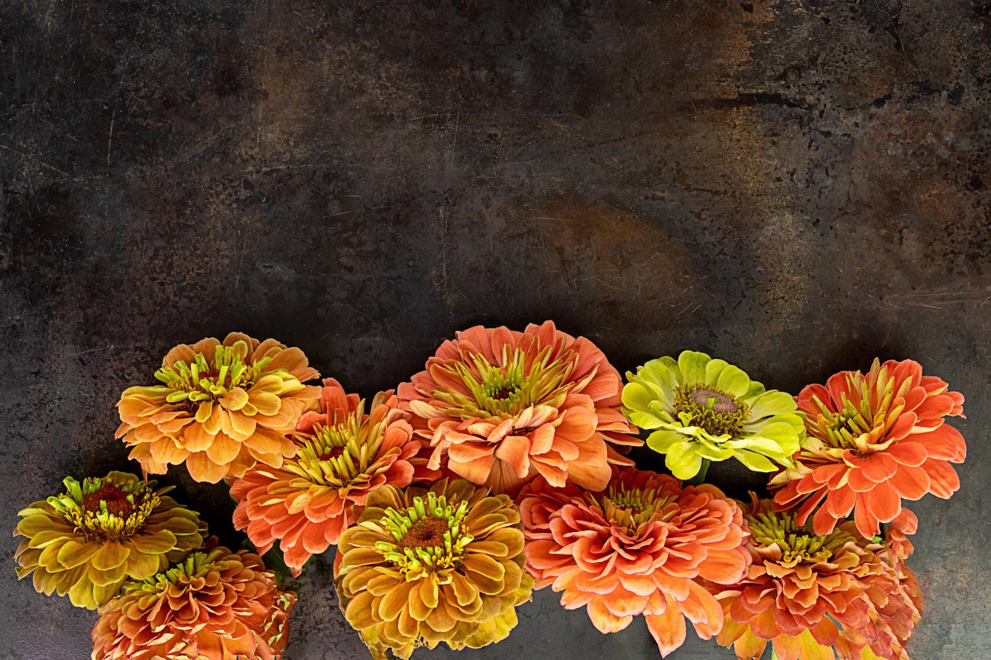 20 Organic QUEENY LIME Mix ZINNIA Elegans Mixed Colors Red Orange Yellow Pink Green Queen Flower Seeds