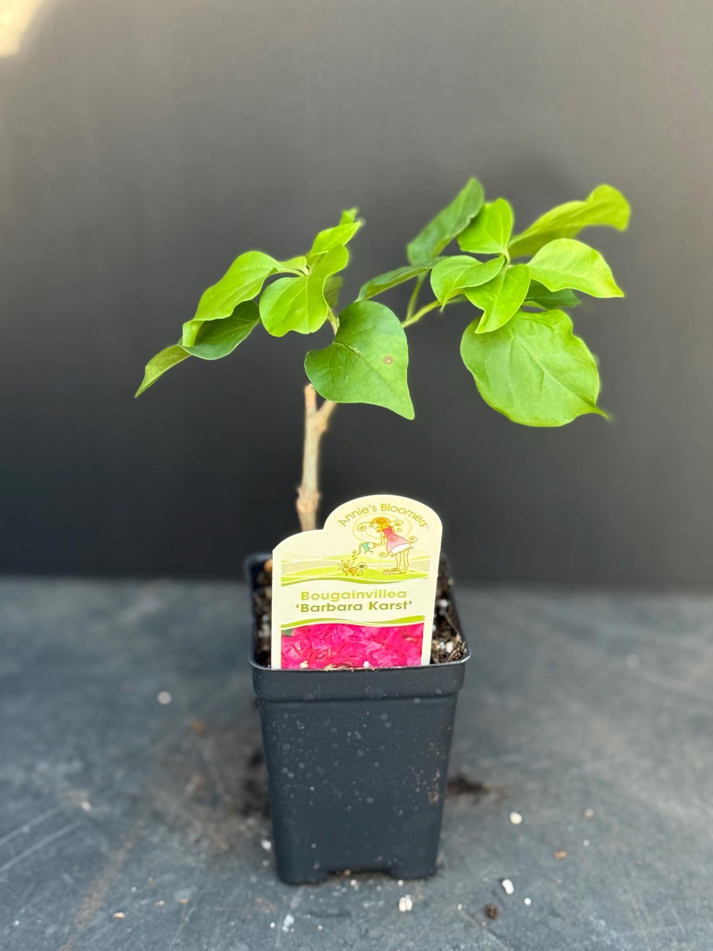 5 Pack COLOR BLAST Bougainvillea Trumpet Vine Flower Live Plant starter plants in small pot 2.5" x 4" Hummingbird Flowers