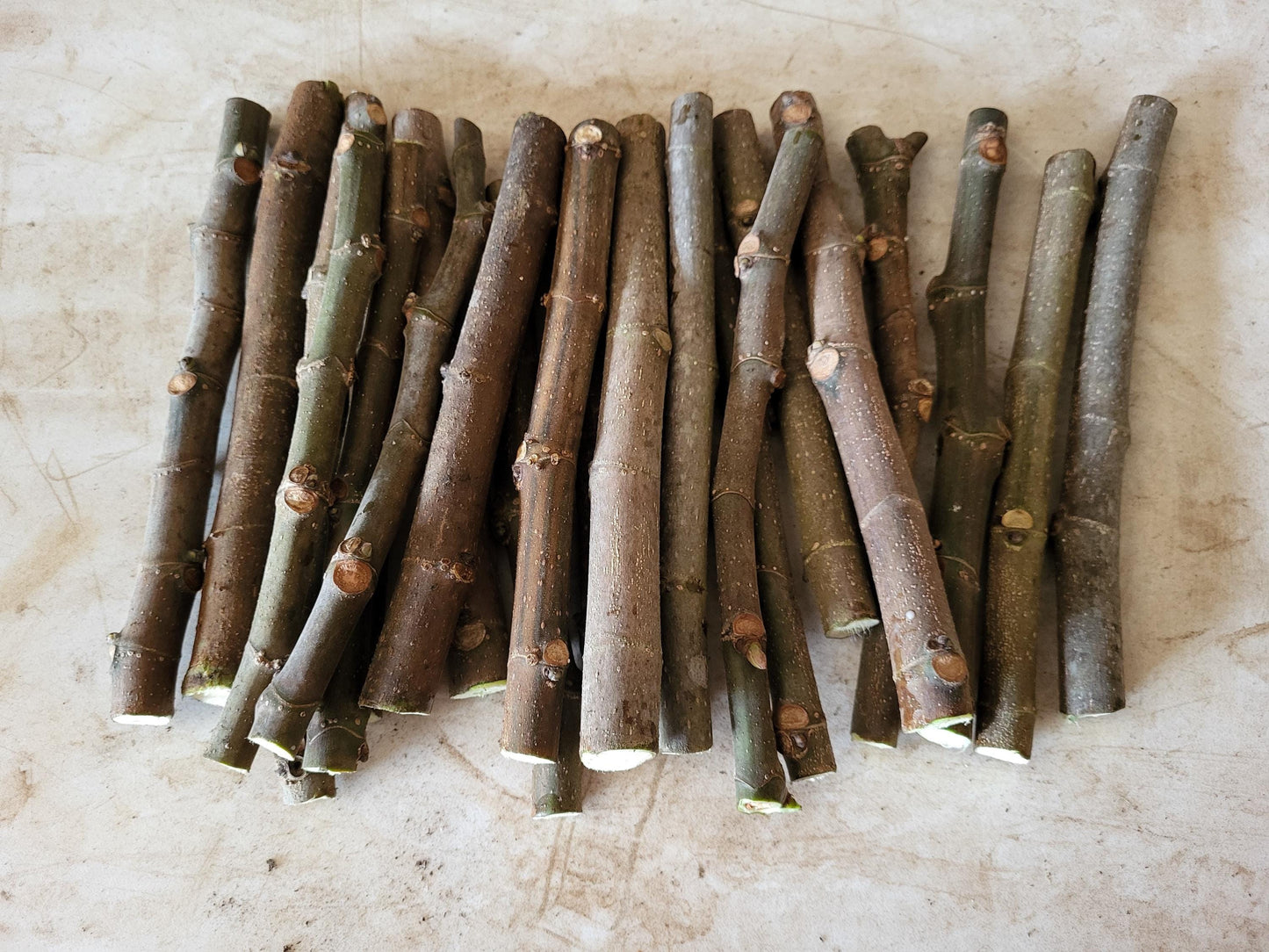 Black Mission Fig - 30 bulk Unrooted Cuttings
