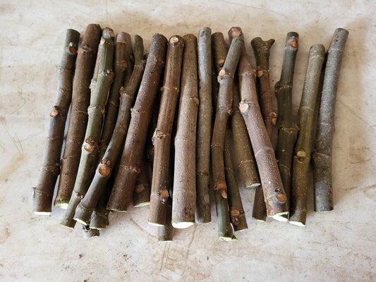 Black Mission Fig - 30 bulk Unrooted Cuttings