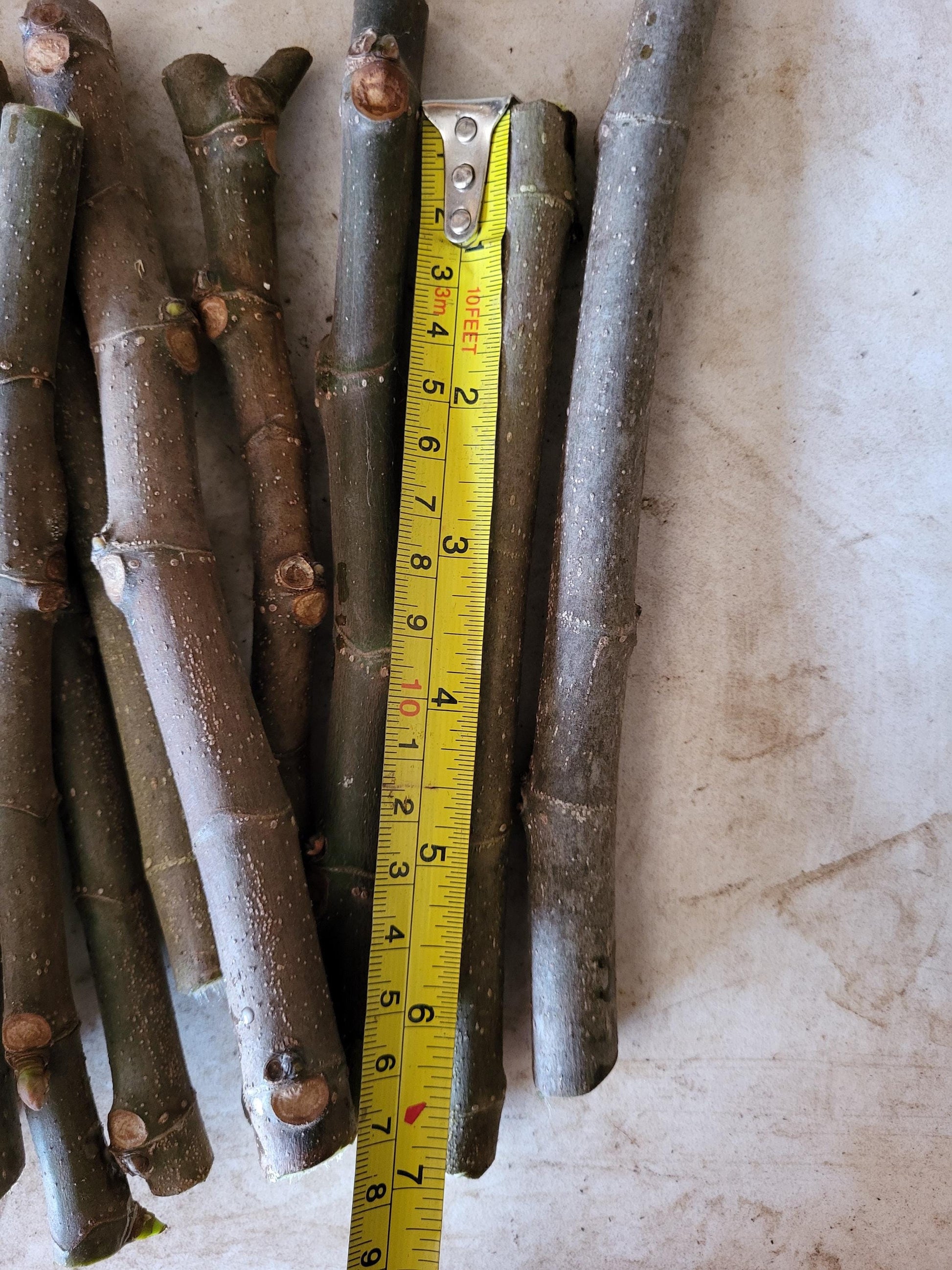 Black Mission Fig - 30 bulk Unrooted Cuttings