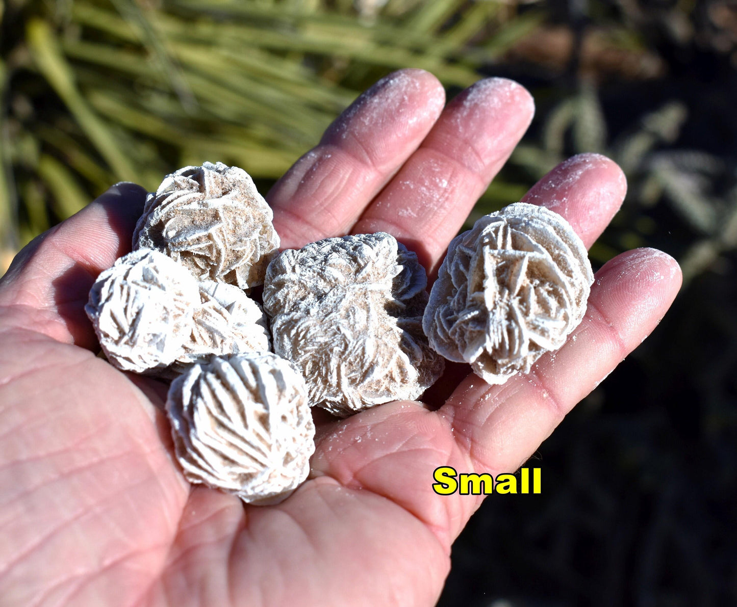 Bulk DESERT ROSES * Natural Selenite Gypsum Crystal Mineral Stones * Choice of 1/2 or 1" Sizes * Mexico