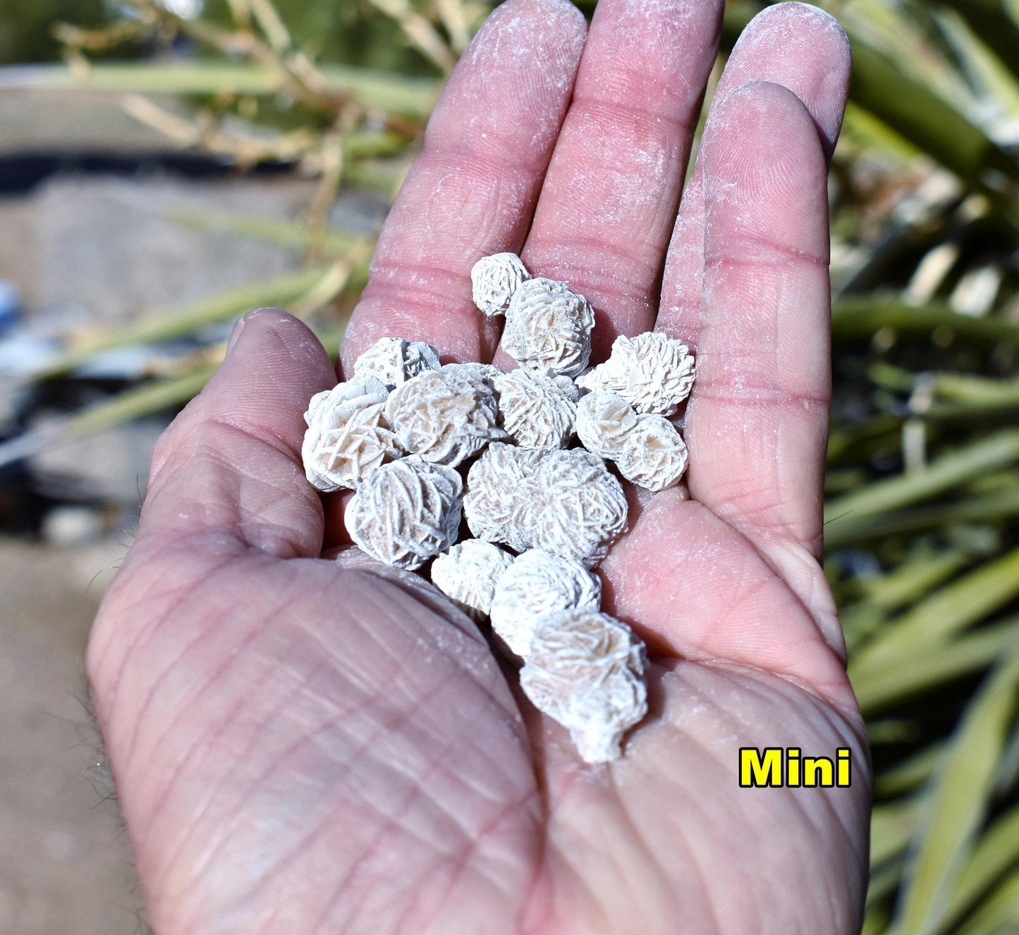 Bulk DESERT ROSES * Natural Selenite Gypsum Crystal Mineral Stones * Choice of 1/2 or 1" Sizes * Mexico
