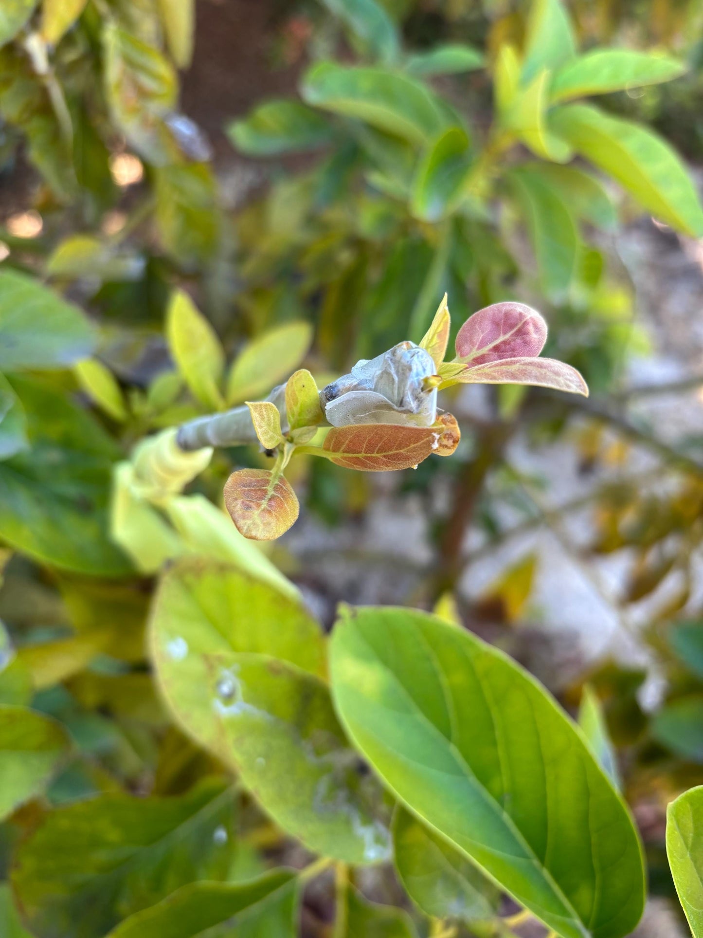 Avocado Scions/Cuttings (Budwood) for grafting
