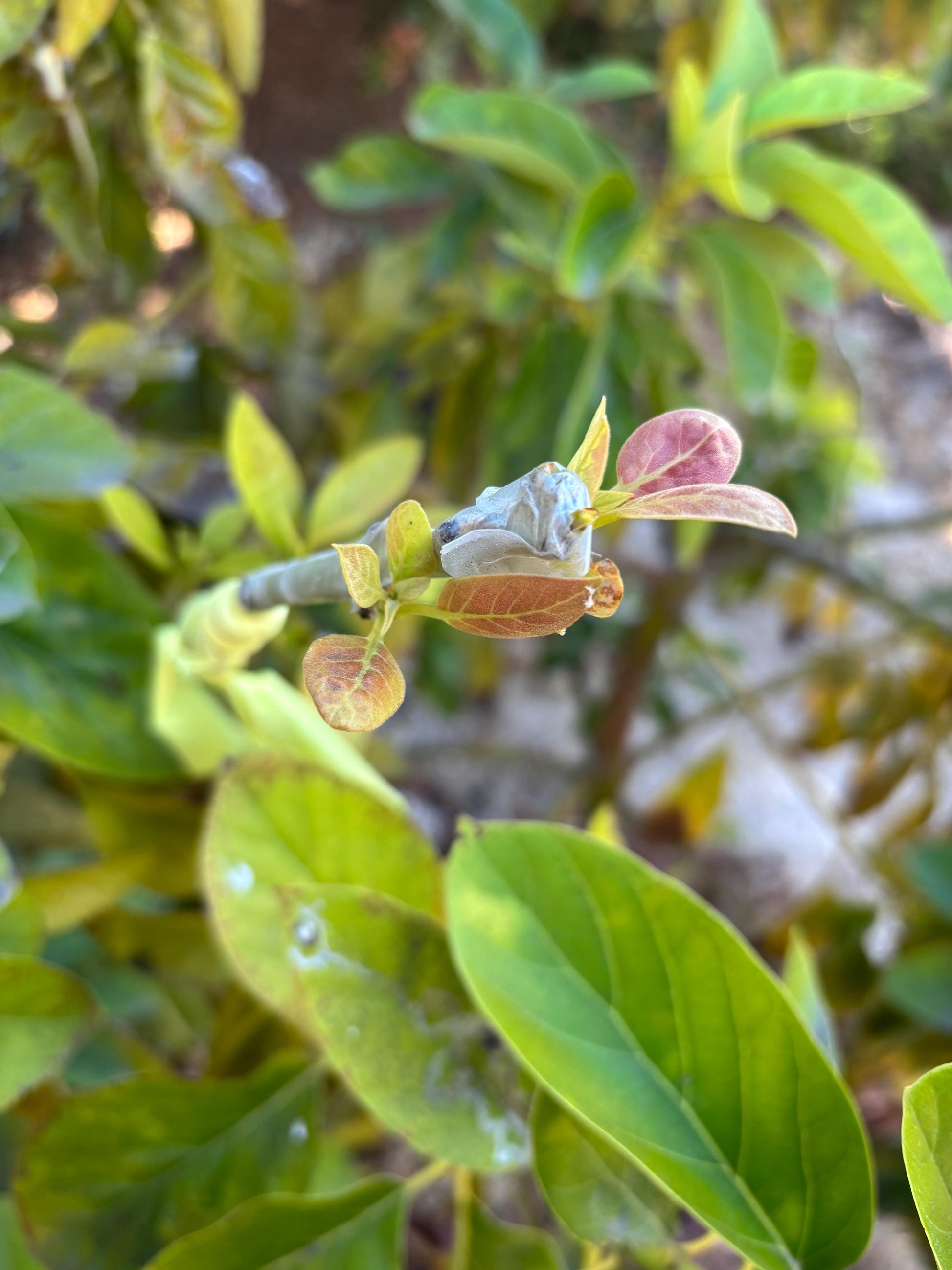 Avocado Scions/Cuttings (Budwood) for grafting
