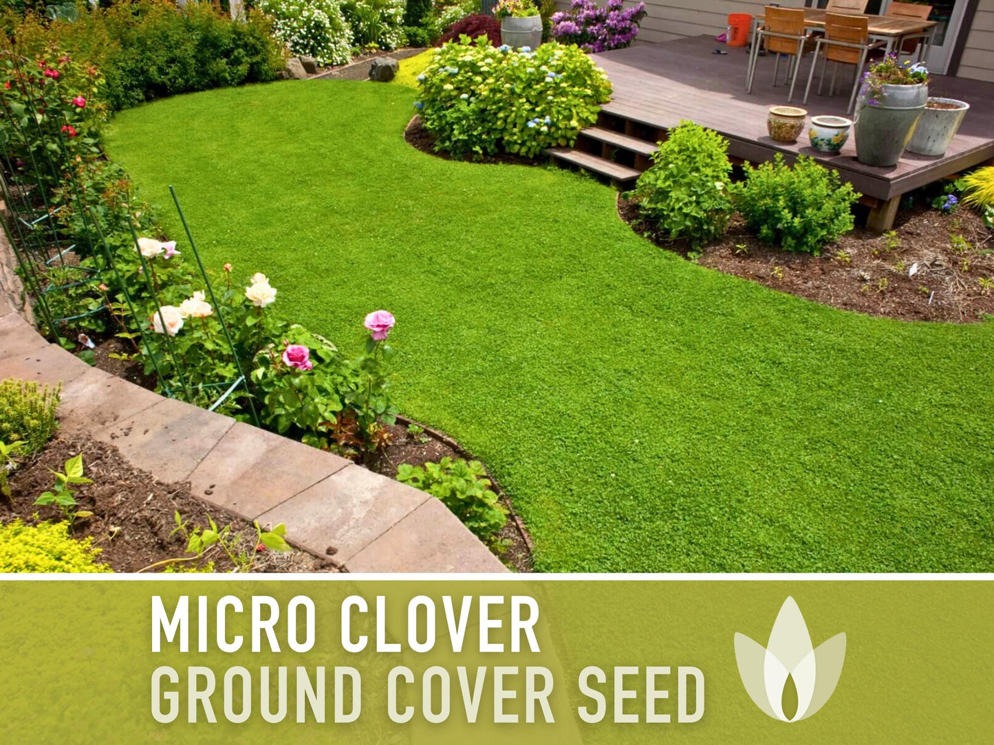 Bulk Micro Clover (Mini) Ground Cover Seeds - 5,000+ White Clover Seeds, .5 oz, Lawn Alternative, Drought Tolerant, Erosion Control, Non-GMO