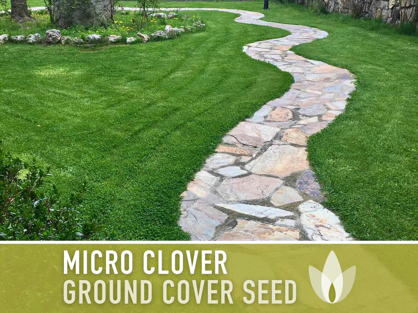 Bulk Micro Clover (Mini) Ground Cover Seeds - 5,000+ White Clover Seeds, .5 oz, Lawn Alternative, Drought Tolerant, Erosion Control, Non-GMO