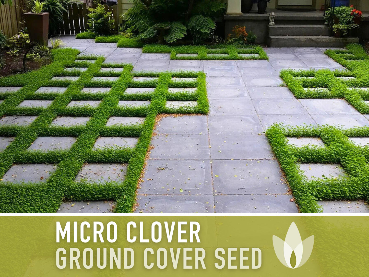 Bulk Micro Clover (Mini) Ground Cover Seeds - 5,000+ White Clover Seeds, .5 oz, Lawn Alternative, Drought Tolerant, Erosion Control, Non-GMO