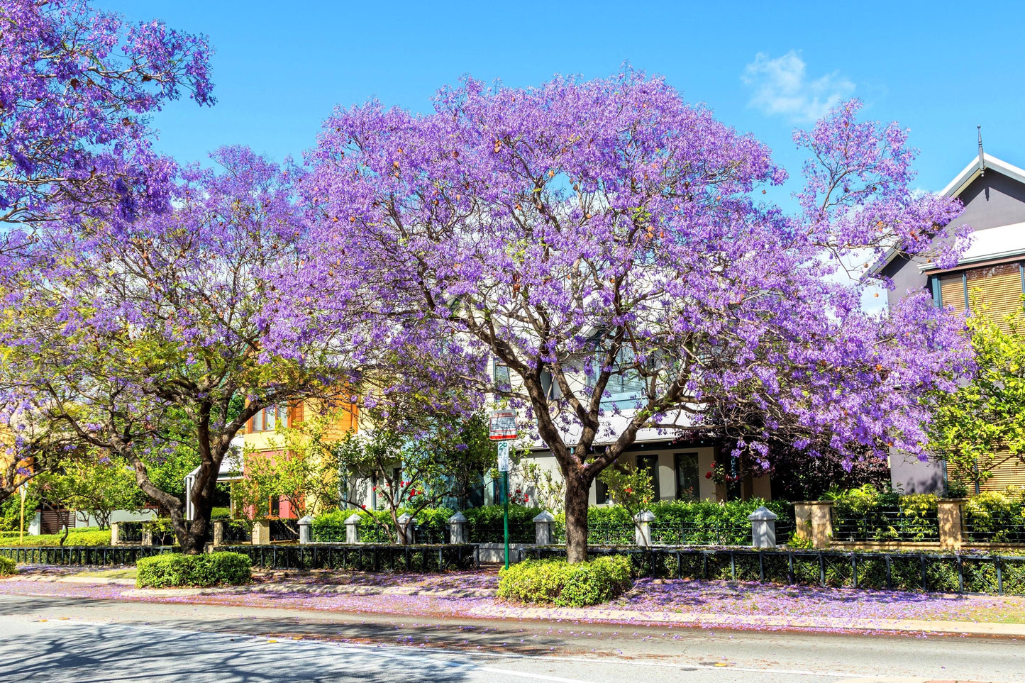 25 BLUE JACARANDA TREE ( Fern Tree / Brazilian Rose Wood / Green Ebony ) Jacaranda Mimosifolia Seeds