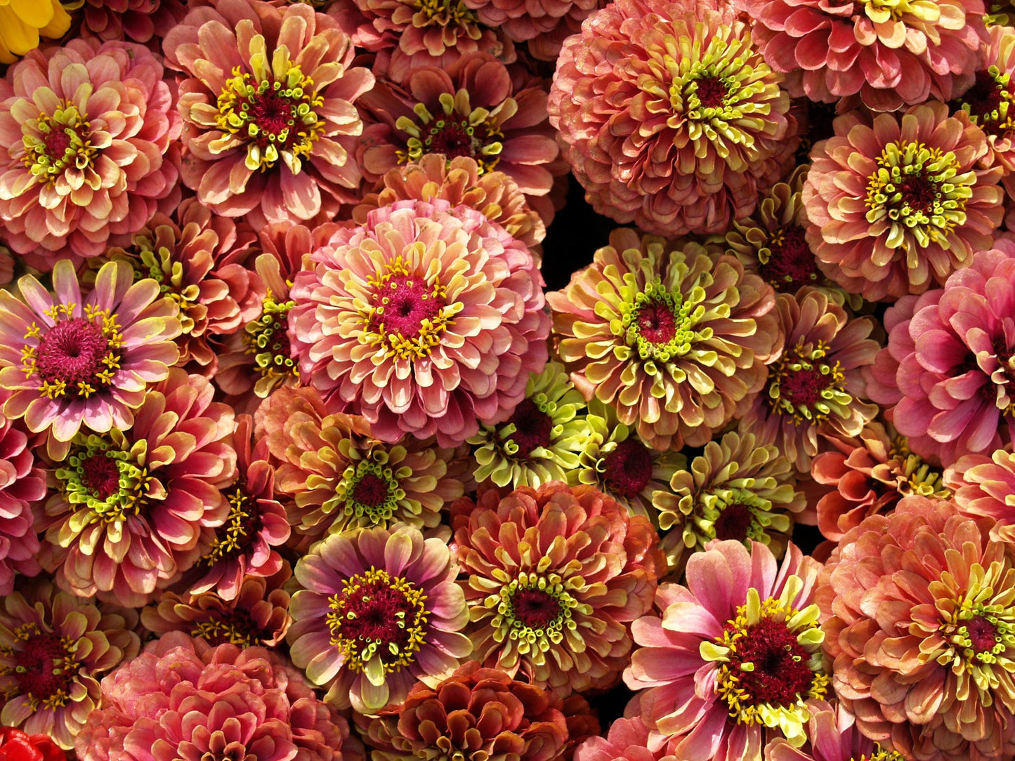 20 Organic QUEENY LIME Mix ZINNIA Elegans Mixed Colors Red Orange Yellow Pink Green Queen Flower Seeds
