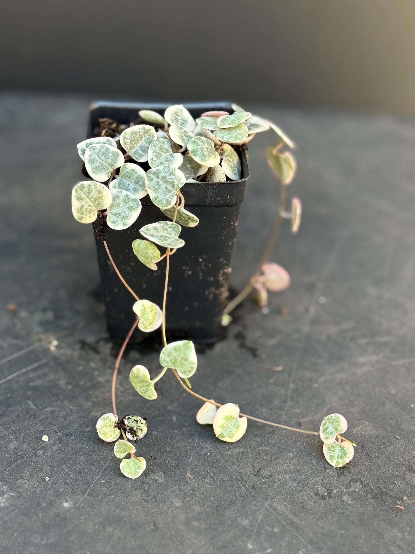 Super Sale Rare Pink Variegated String of Hearts Plant Live in Pot Perfect Gift House Plant ppp Low Light Indoor Plants