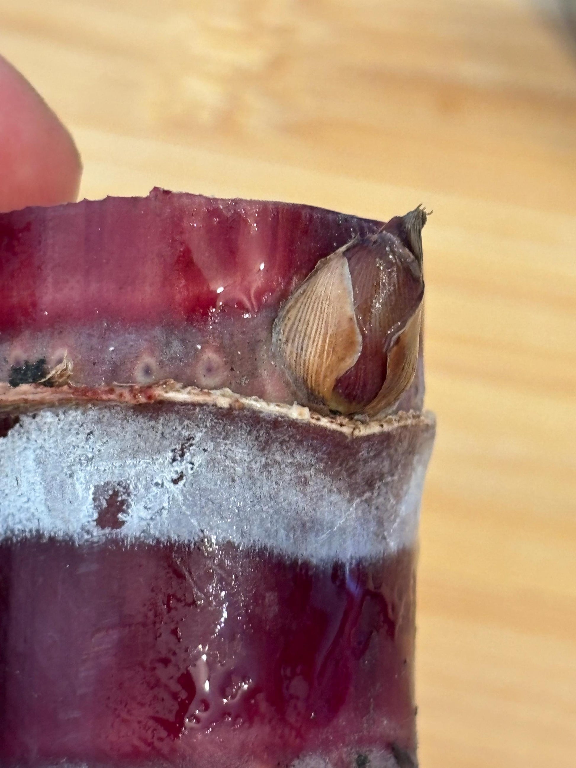 Black Sugarcane Nodes: Fresh Cuttings for Planting (1-3 Inch)