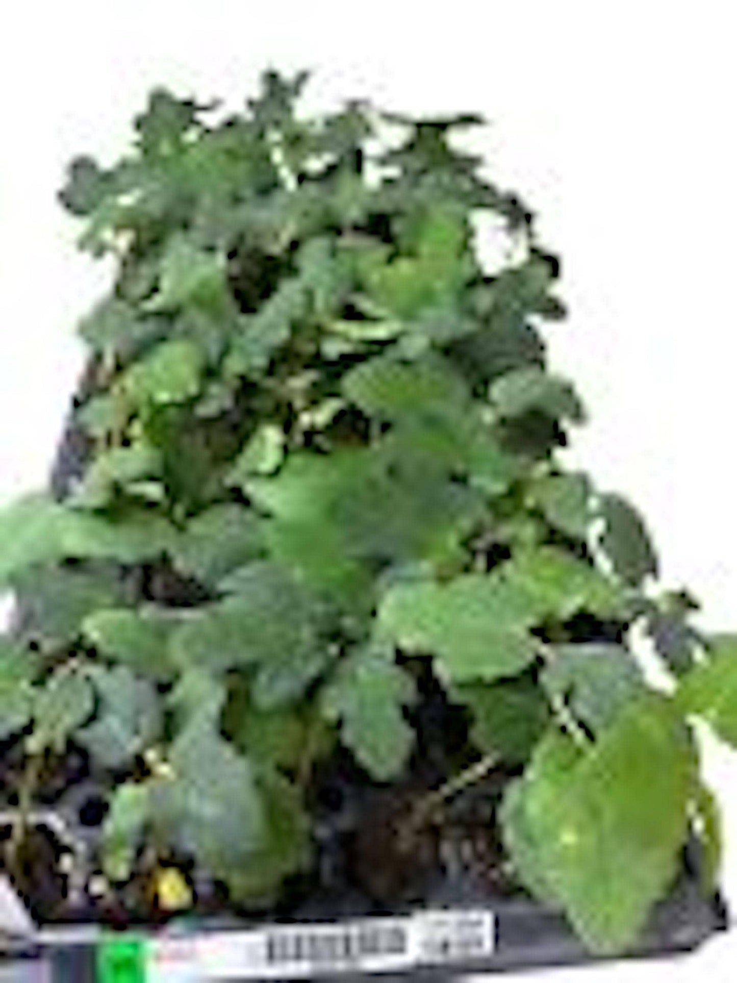 1 Fignomenal Dwarf Fig Tree Starter Plant Self Fertile Dwarf Fig Plant Perennial