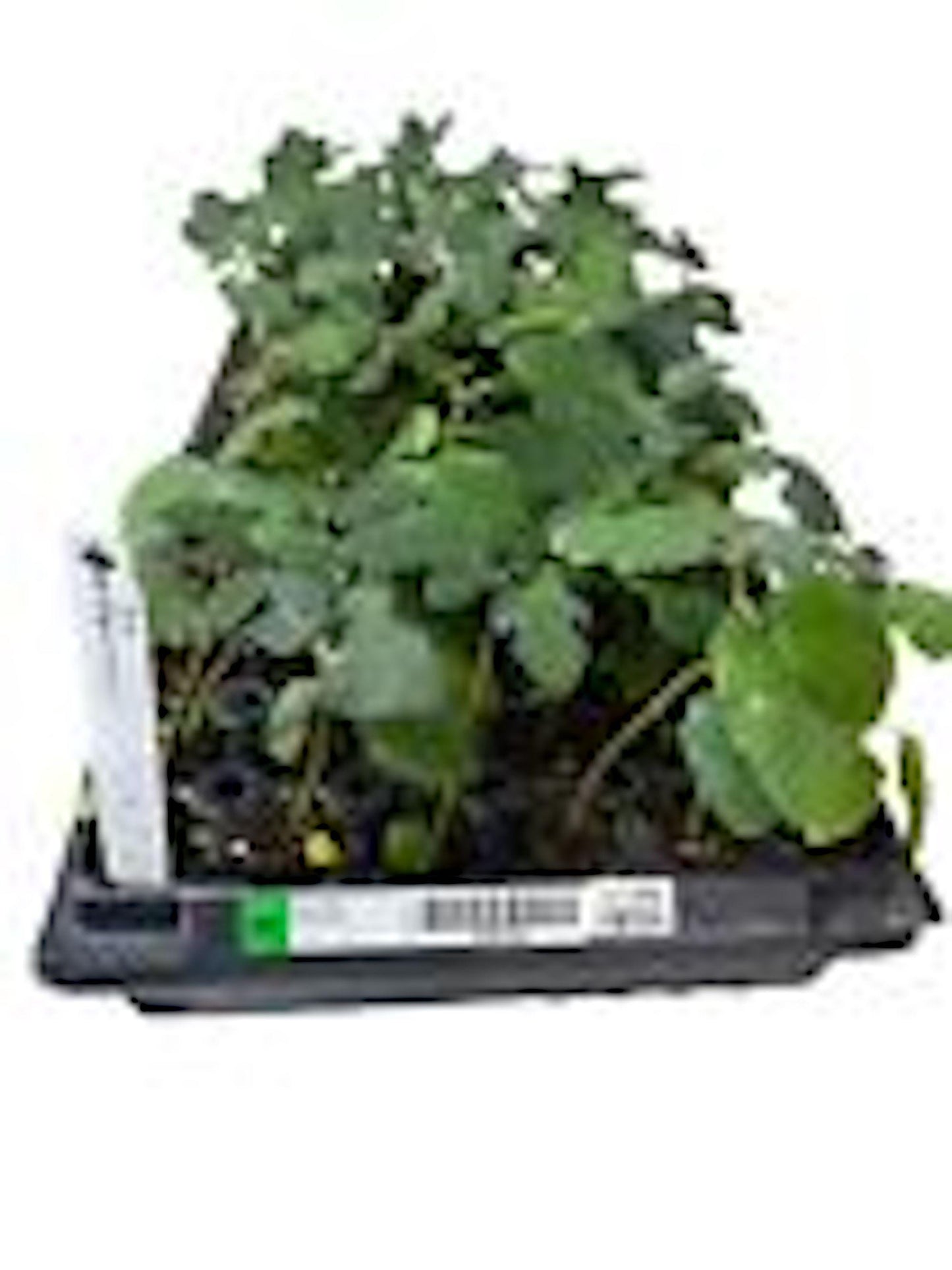 1 Fignomenal Dwarf Fig Tree Starter Plant Self Fertile Dwarf Fig Plant Perennial