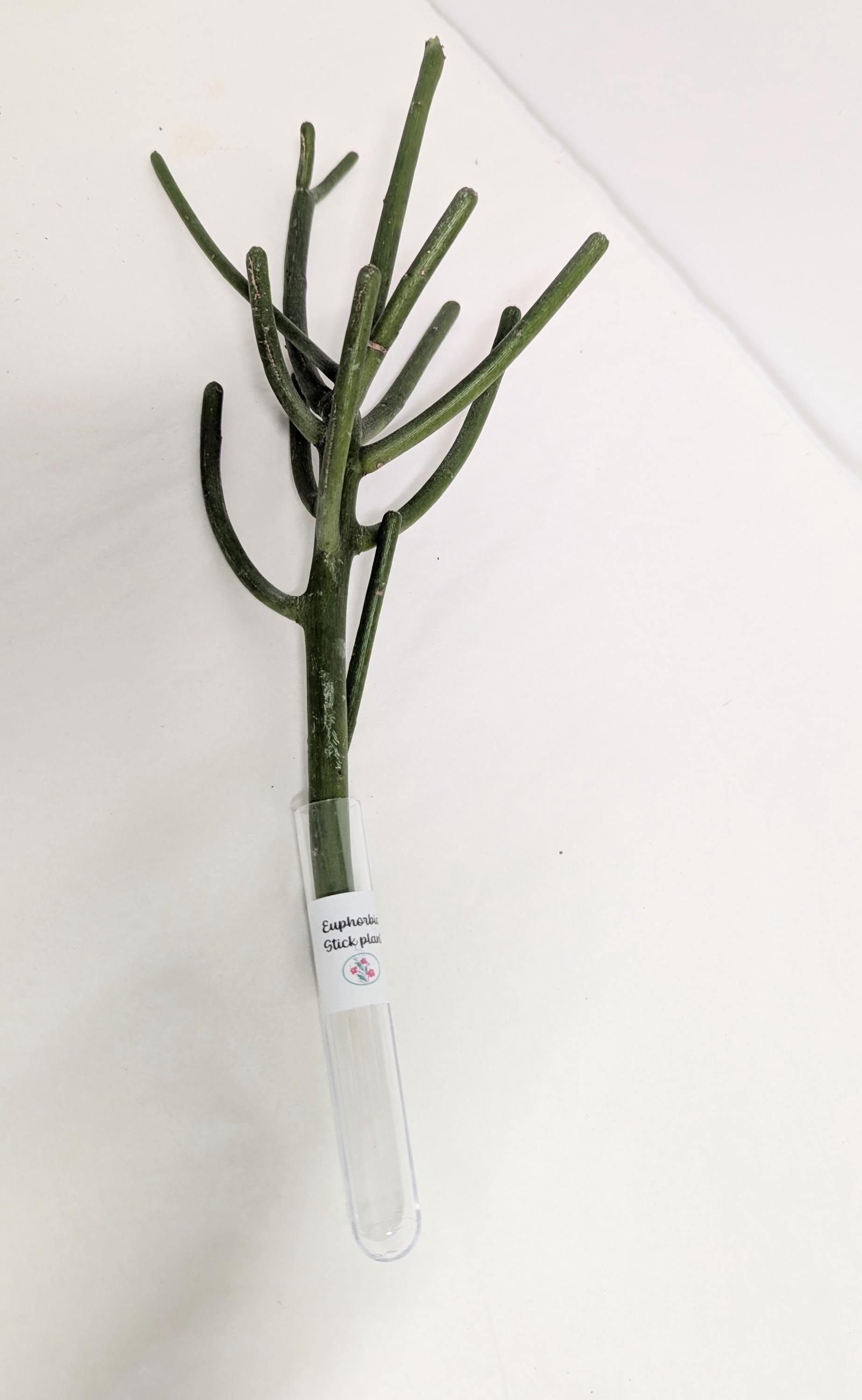 Organic Houseplant Cuttings Collection: Home Garden Plants. No CA shipping sorry.