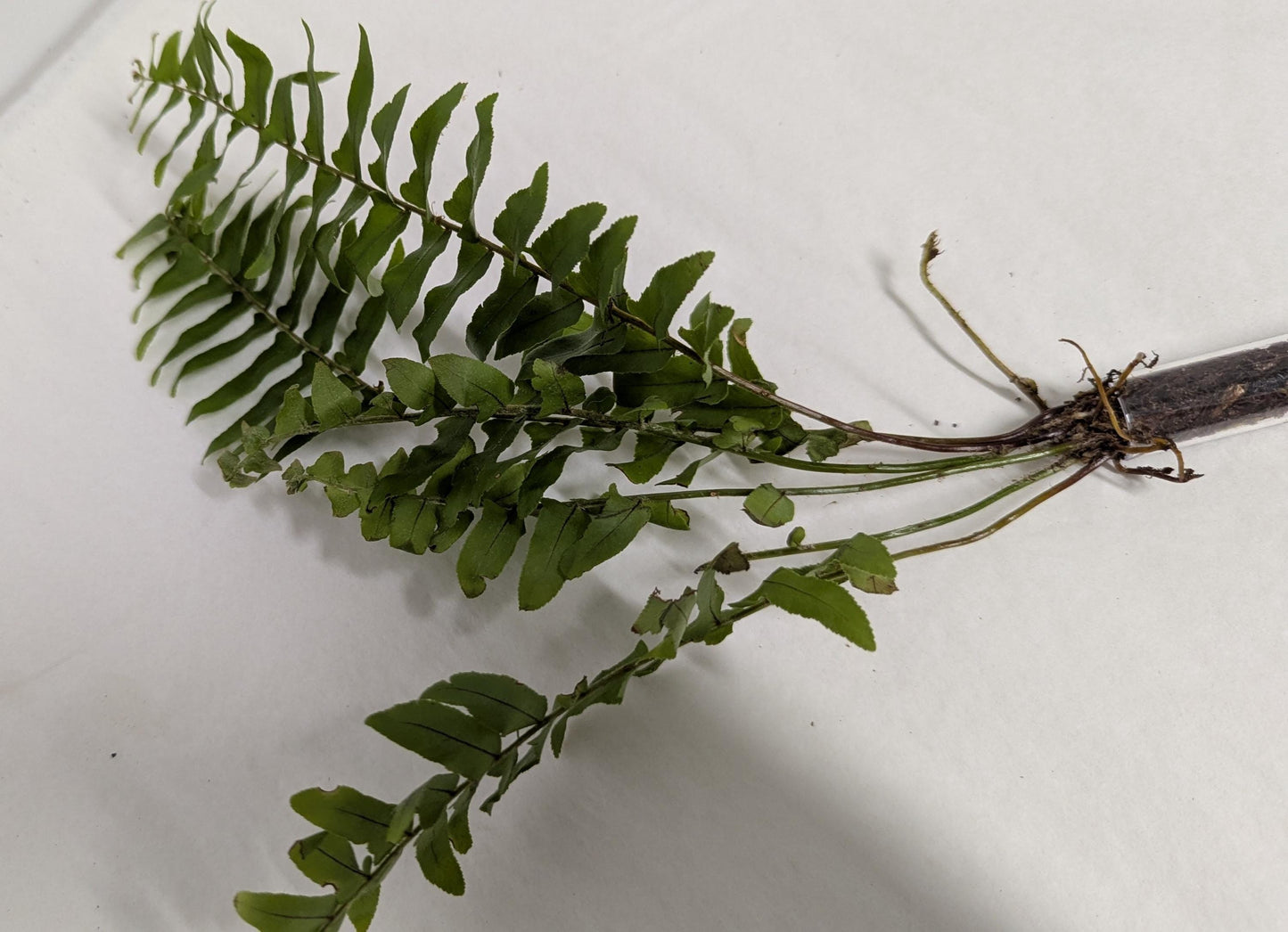 Organic Houseplant Cuttings Collection: Home Garden Plants. No CA shipping sorry.