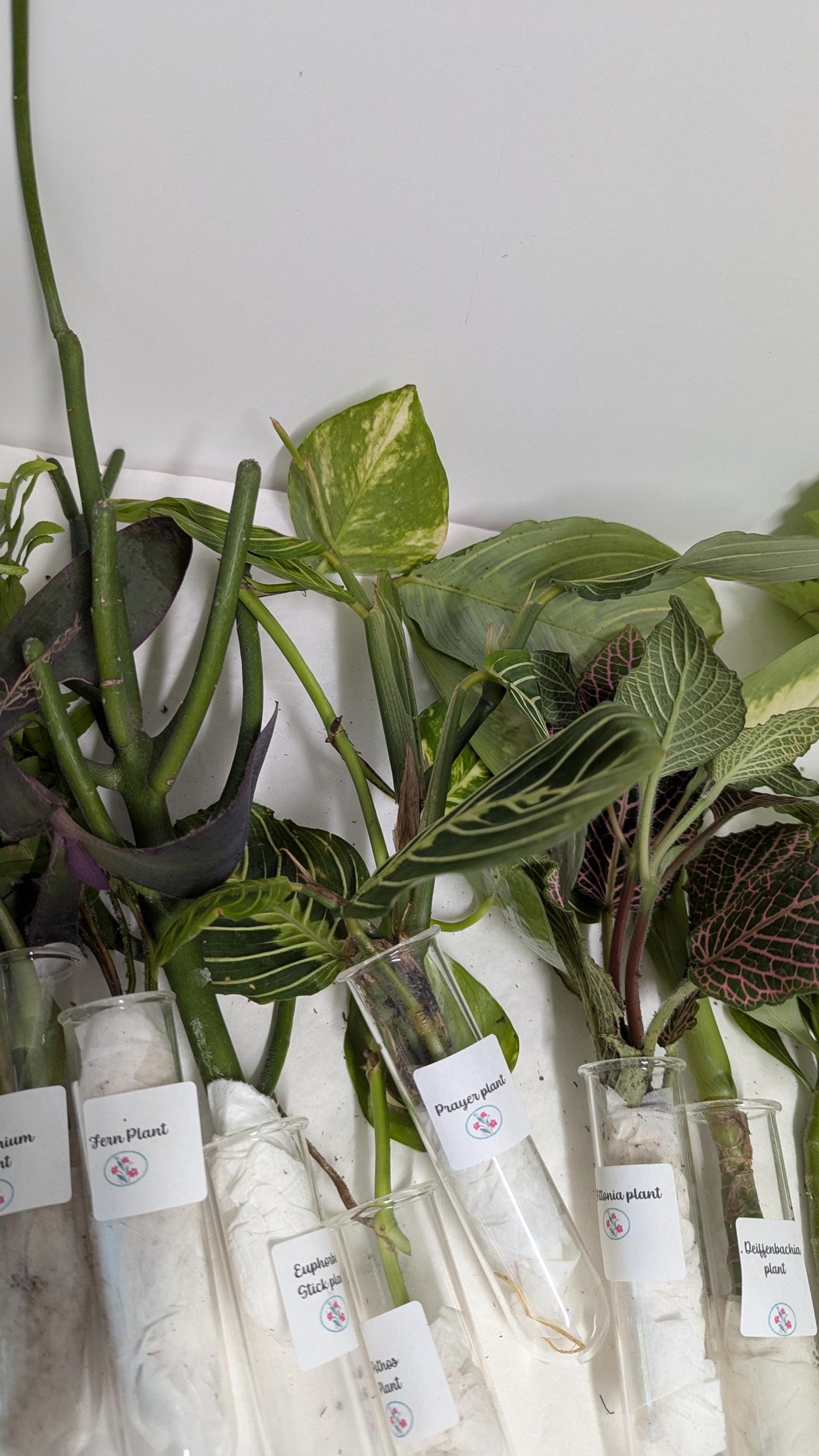 Organic Houseplant Cuttings Collection: Home Garden Plants. No CA shipping sorry.