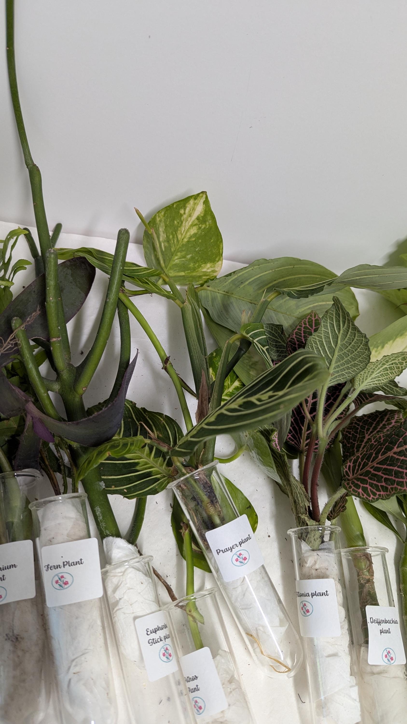 Organic Houseplant Cuttings Collection: Home Garden Plants. No CA shipping sorry.