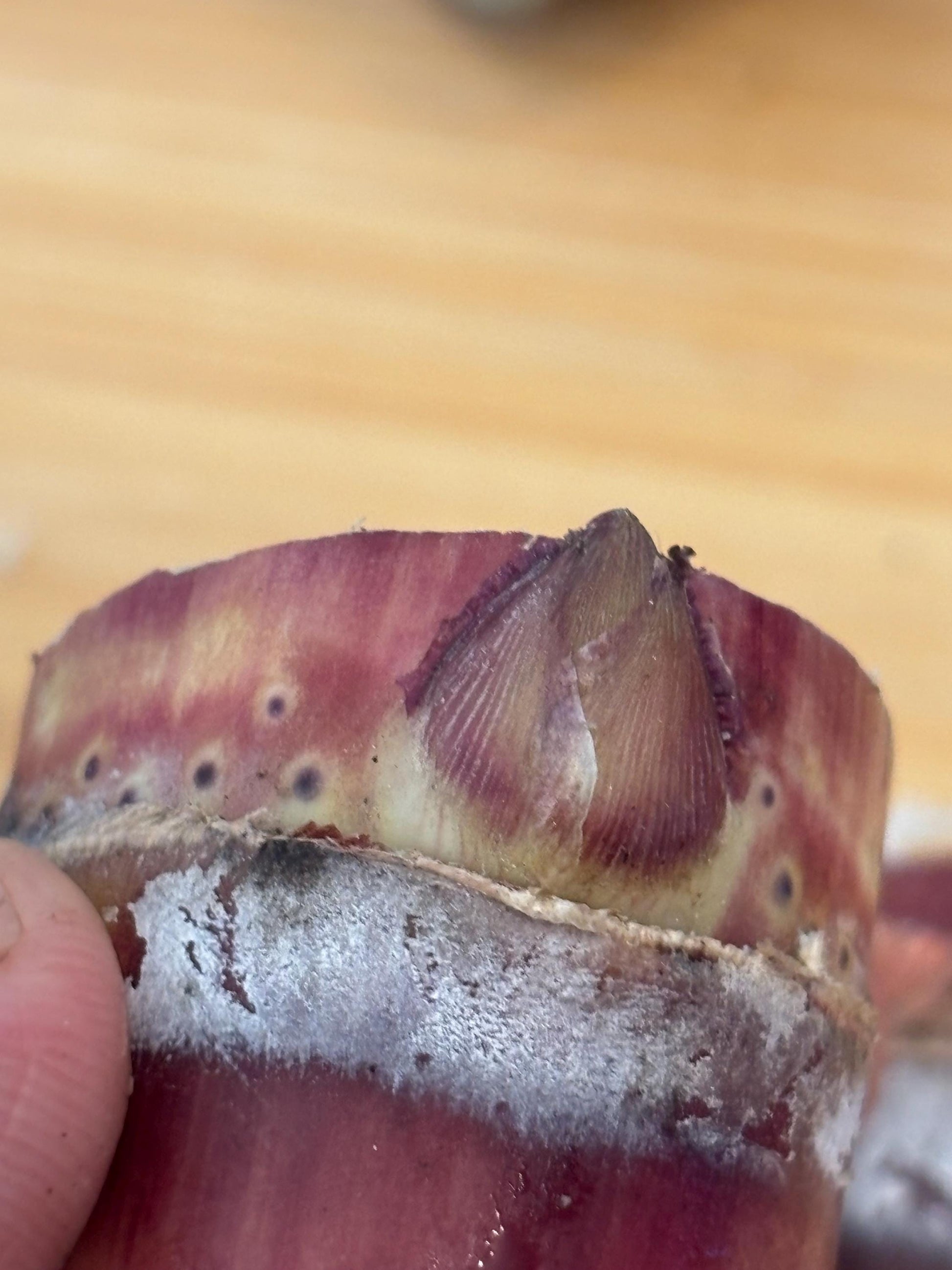 Black Sugarcane Nodes: Fresh Cuttings for Planting (1-3 Inch)
